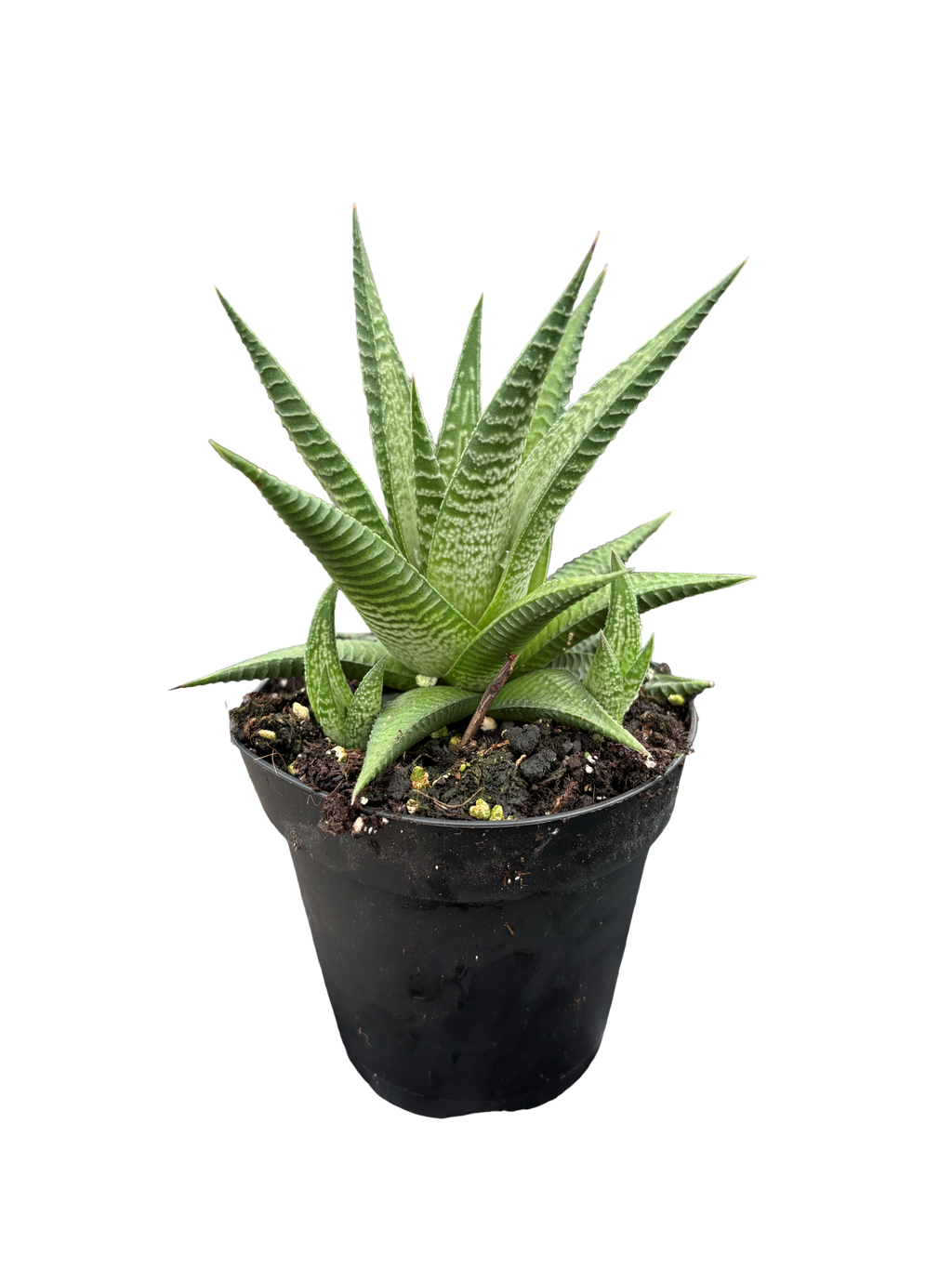 4" Haworthia Limifolia