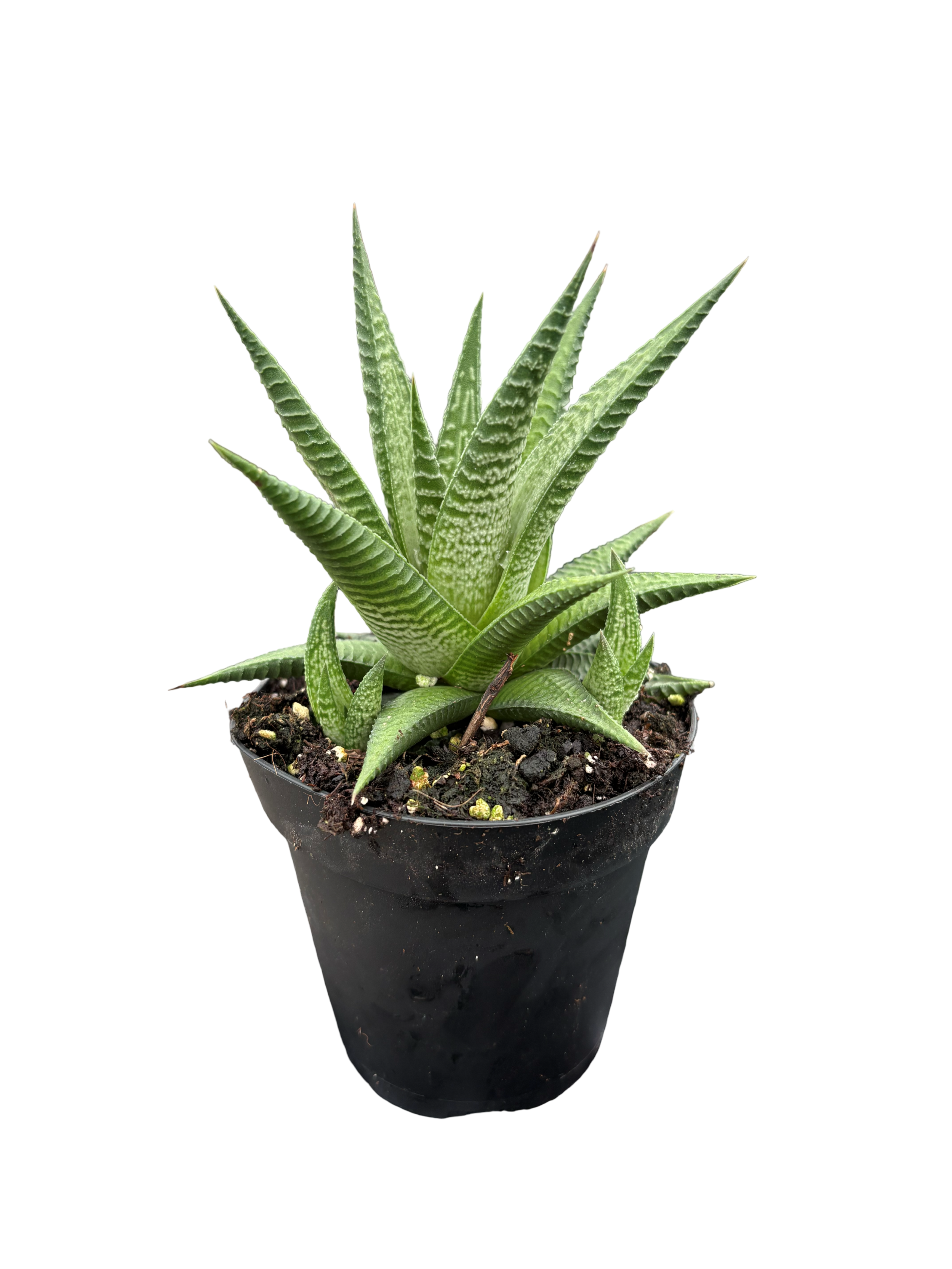 4" Haworthia Limifolia