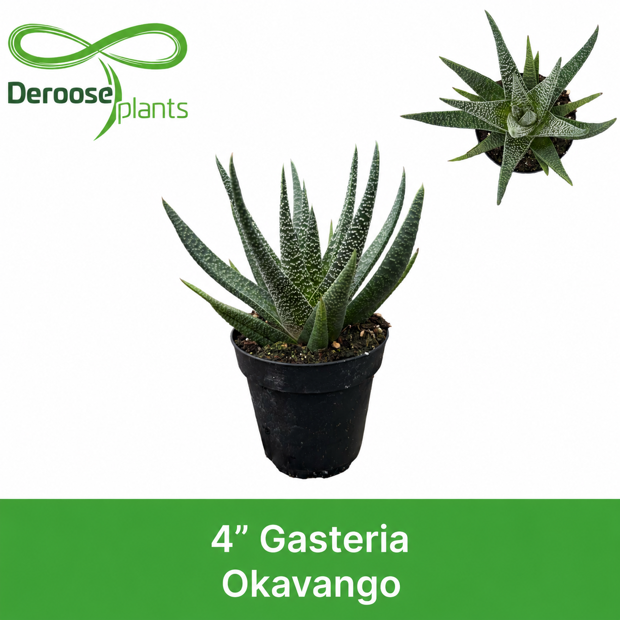 4" Gasteria Okavango