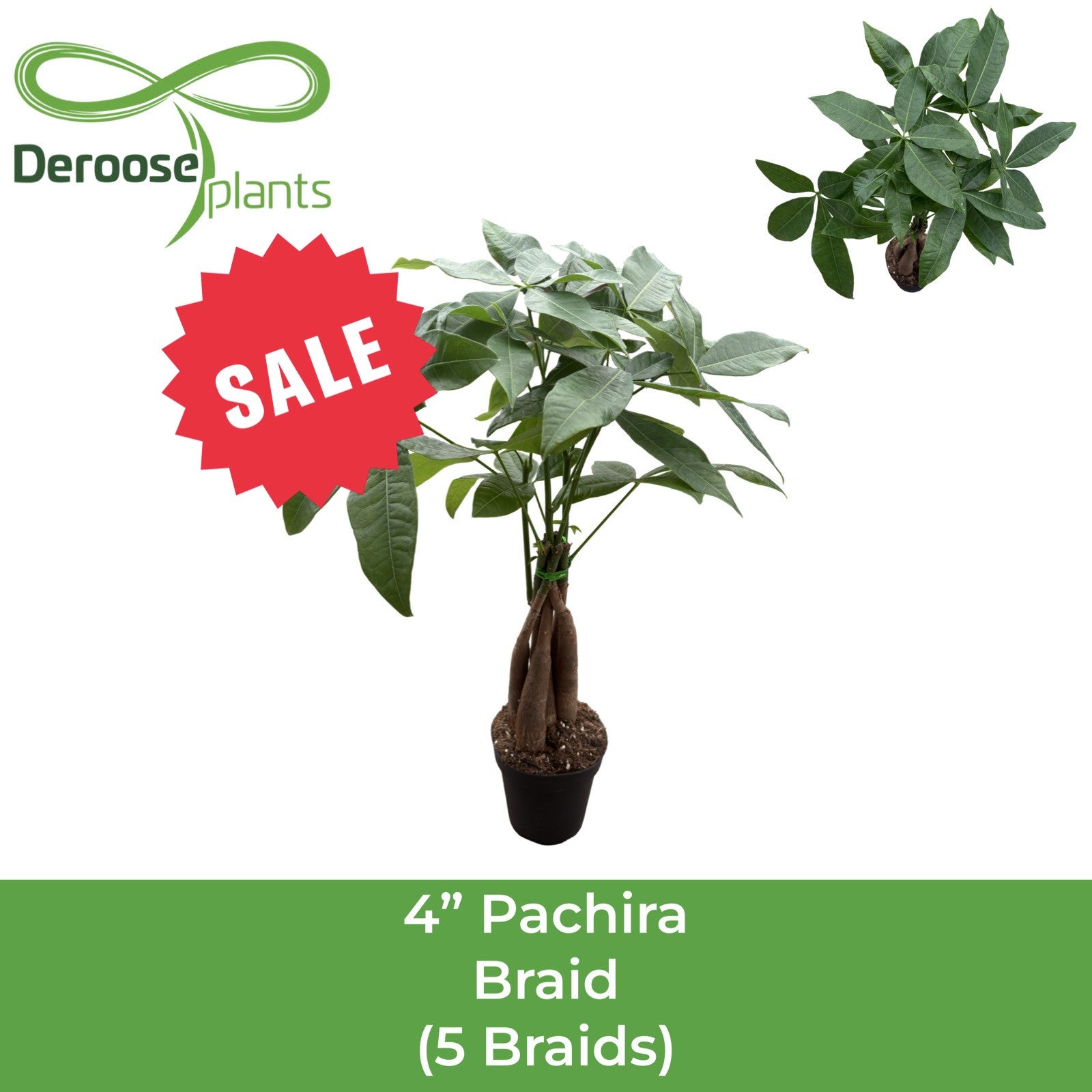 4" Pachira Braid (5 Stem Braid)