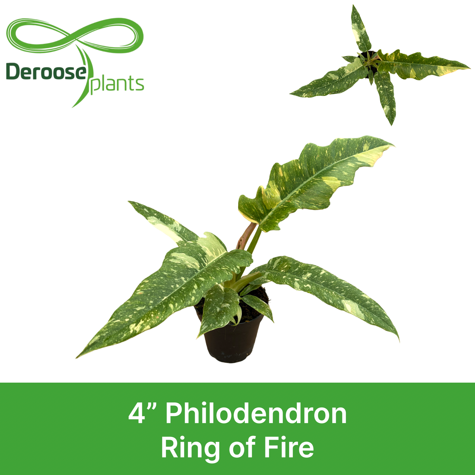 4" Philodendron Ring Of Fire