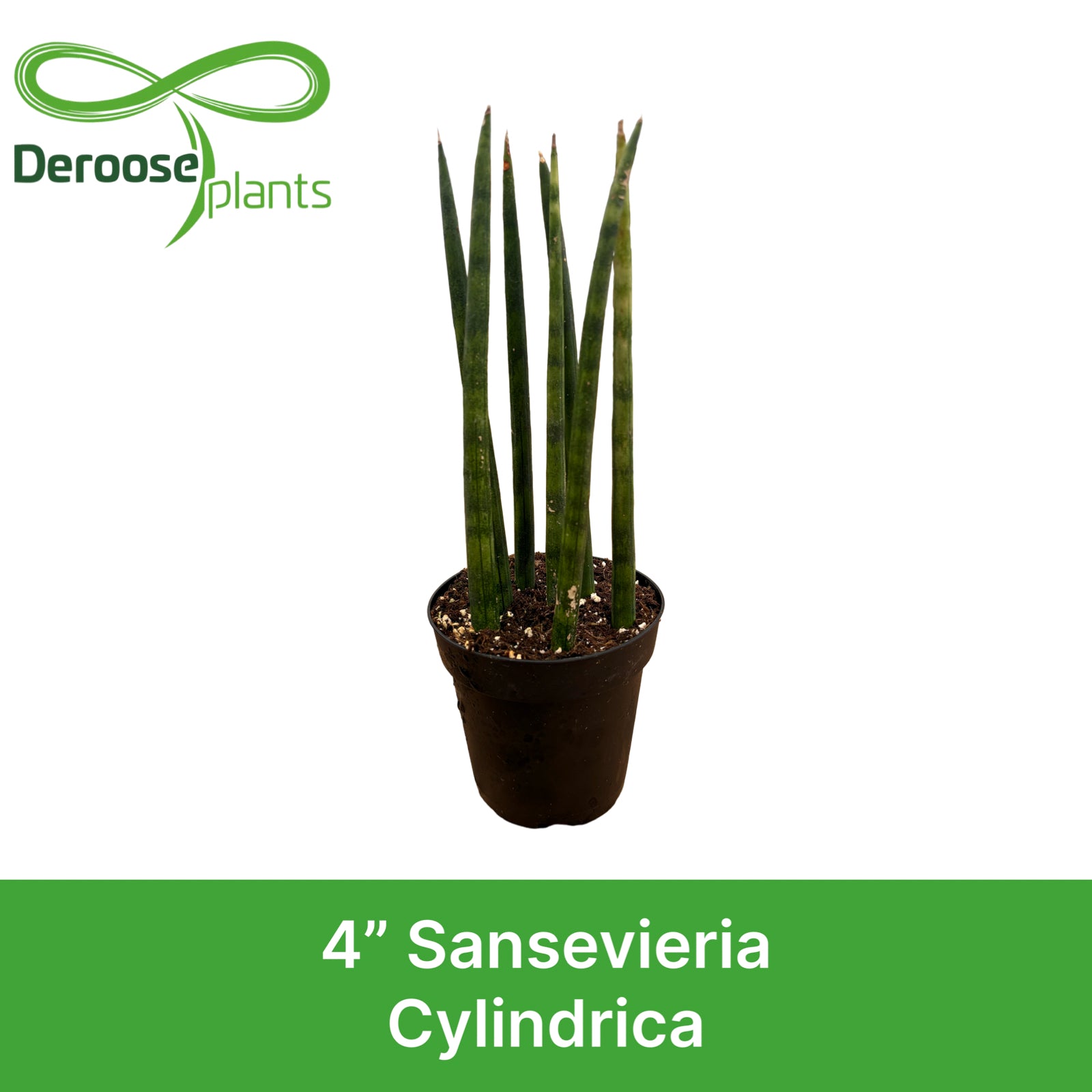 4" Sansevieria Cylindrica