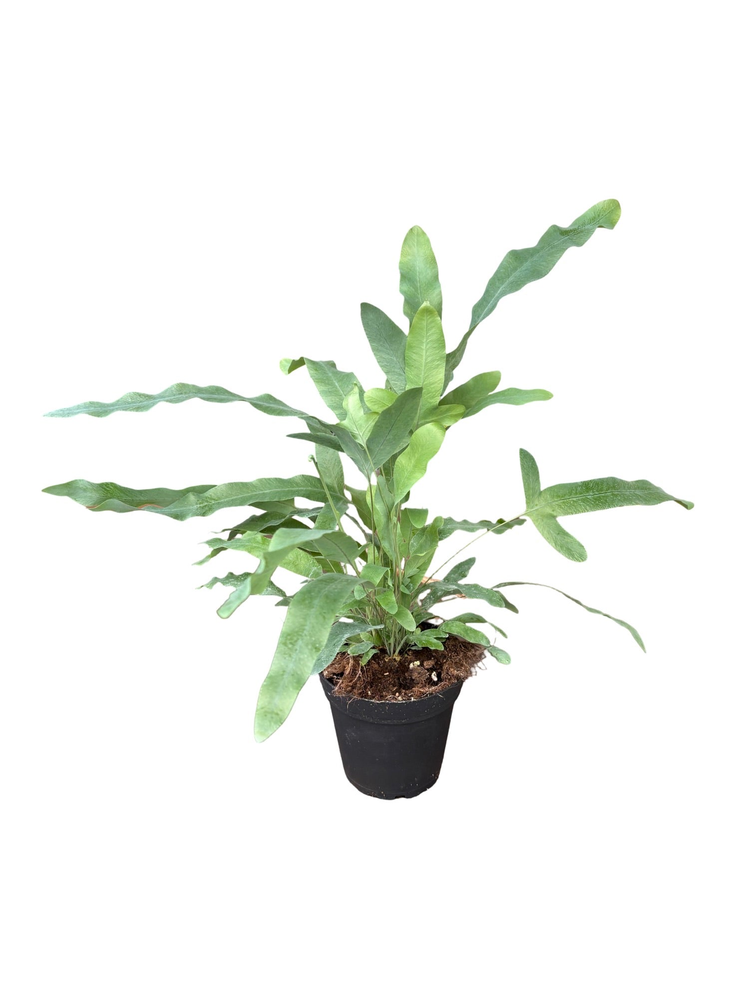 4" Blue Star Fern