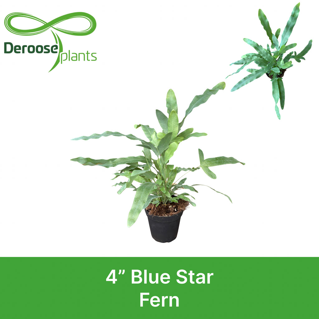 4" Blue Star Fern