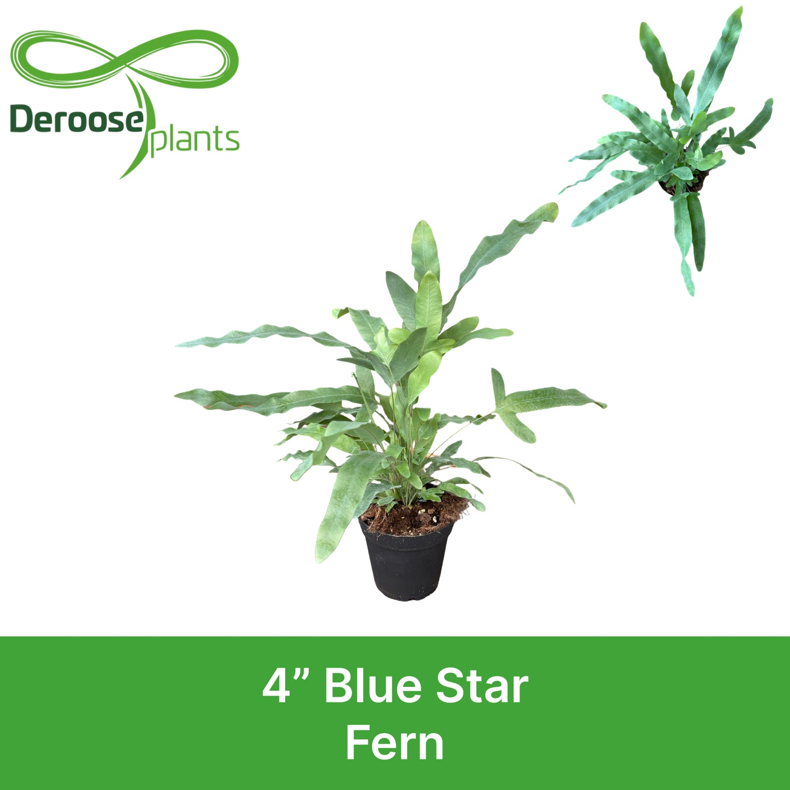 4" Blue Star Fern