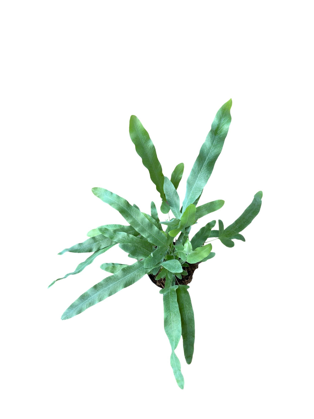 4" Blue Star Fern