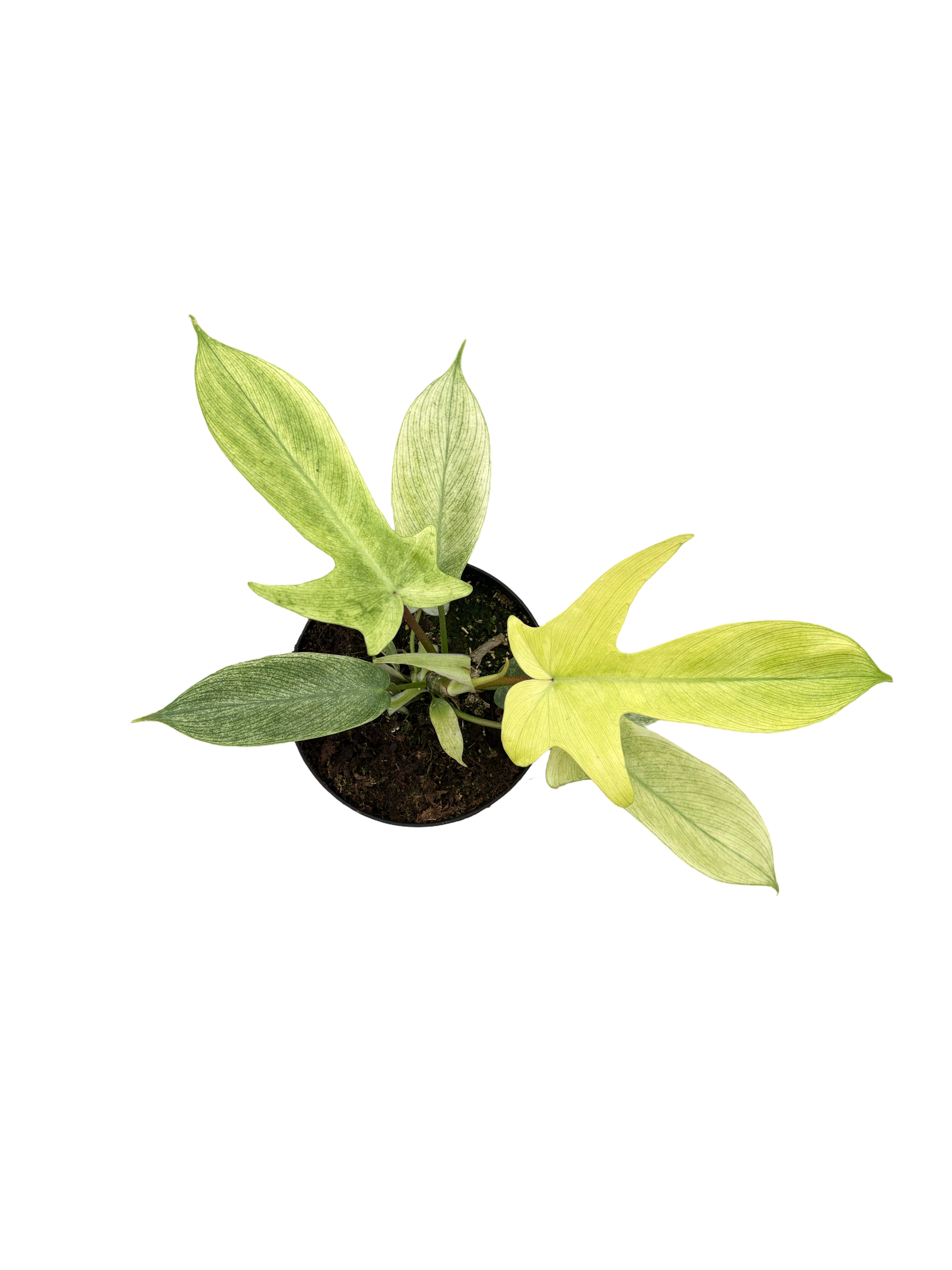 4" Philodendron Yellow Ghost