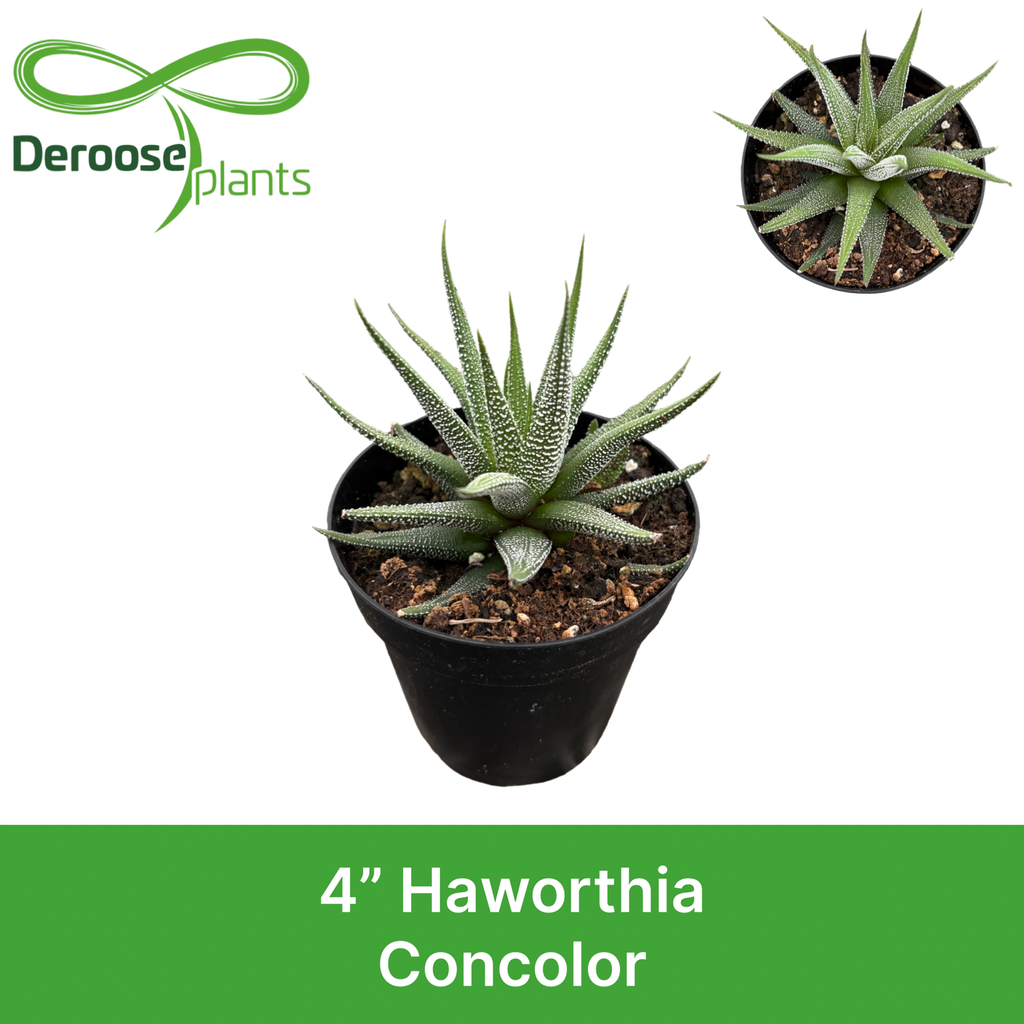 4" Haworthia Concolor