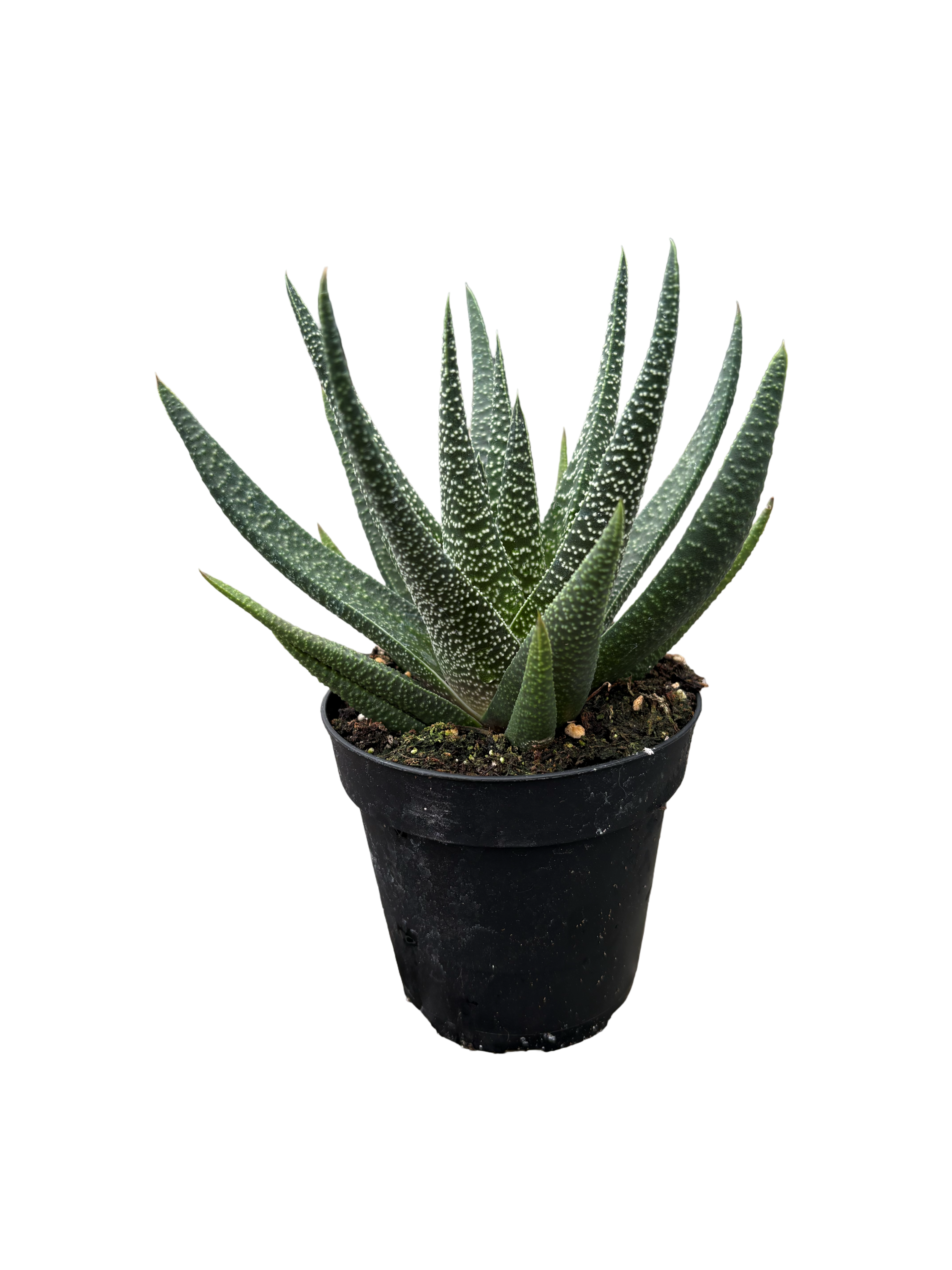 4" Gasteria Okavango