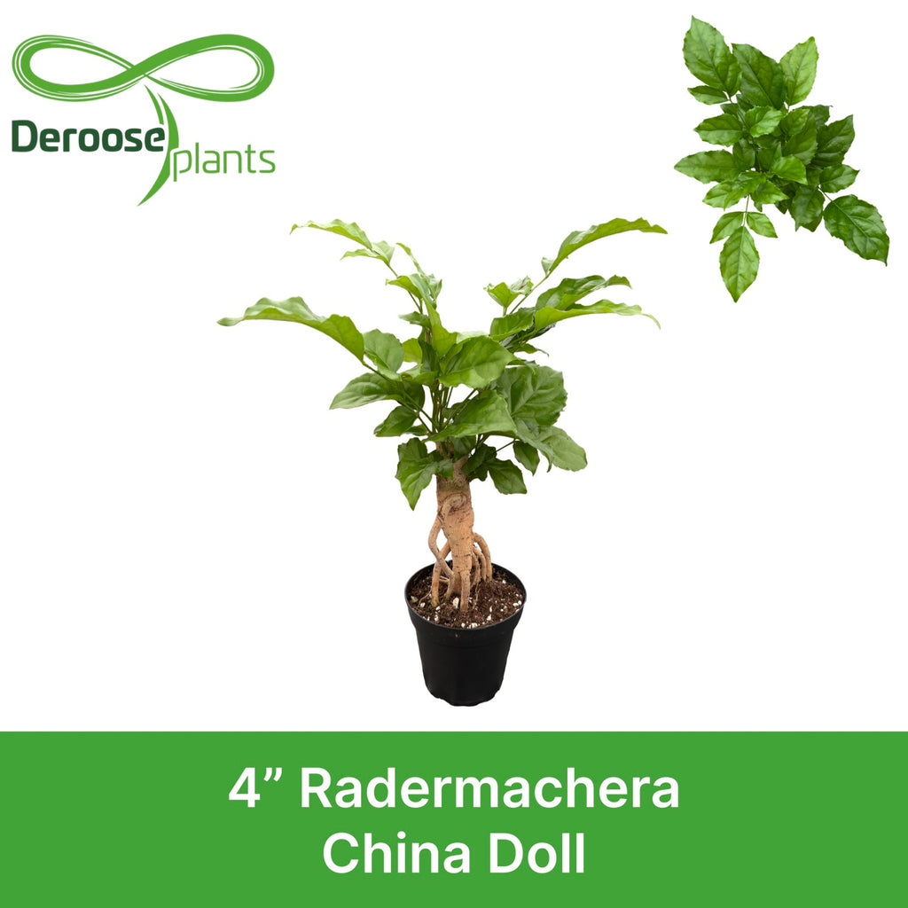 4" Radermachera 'China Doll'