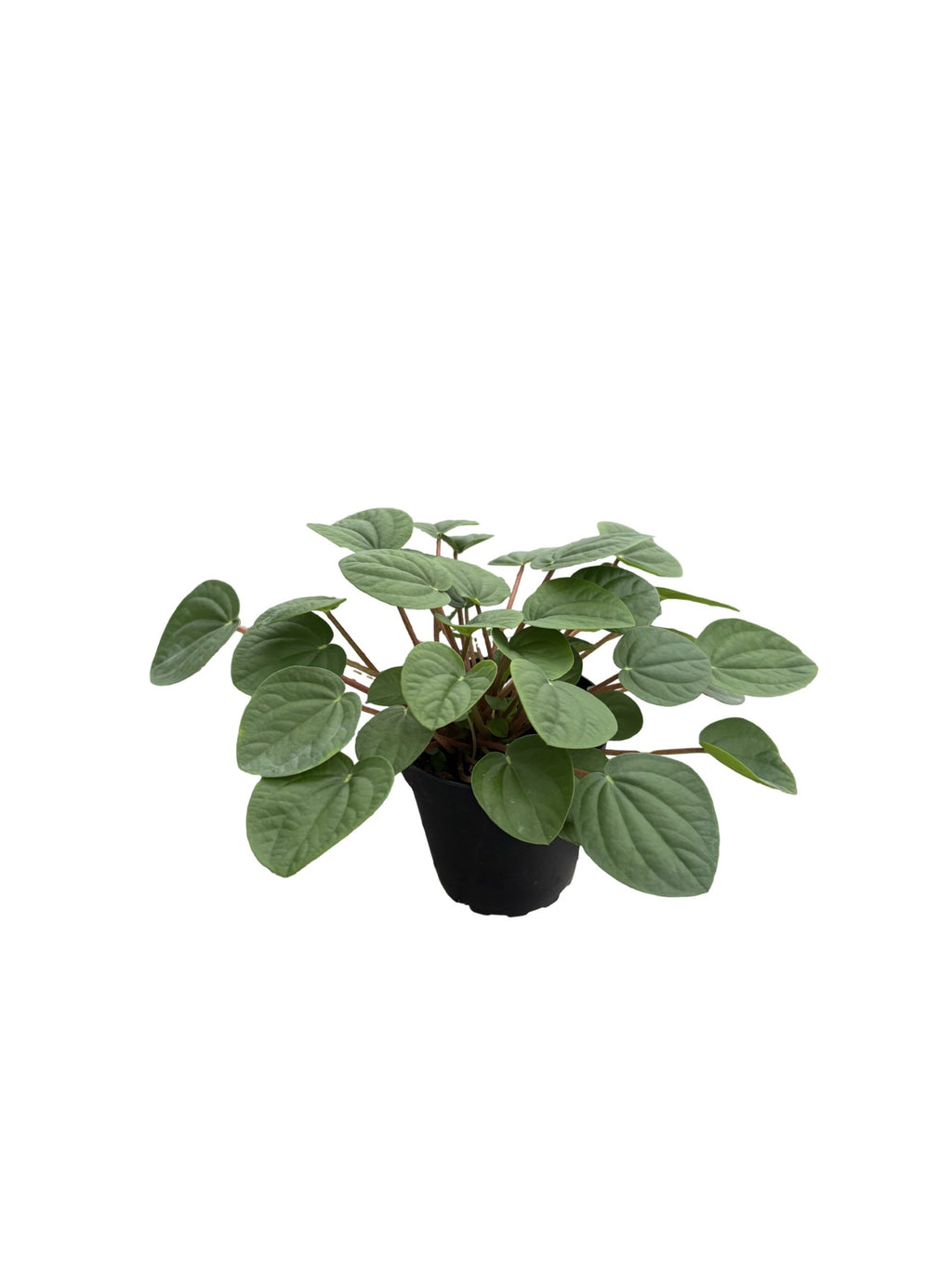 4" Peperomia Rana Verde