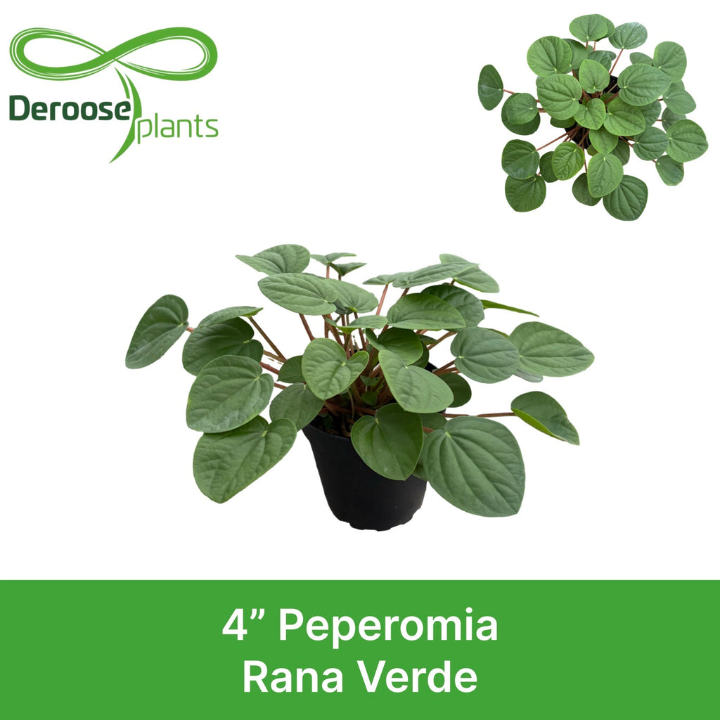 4" Peperomia Rana Verde