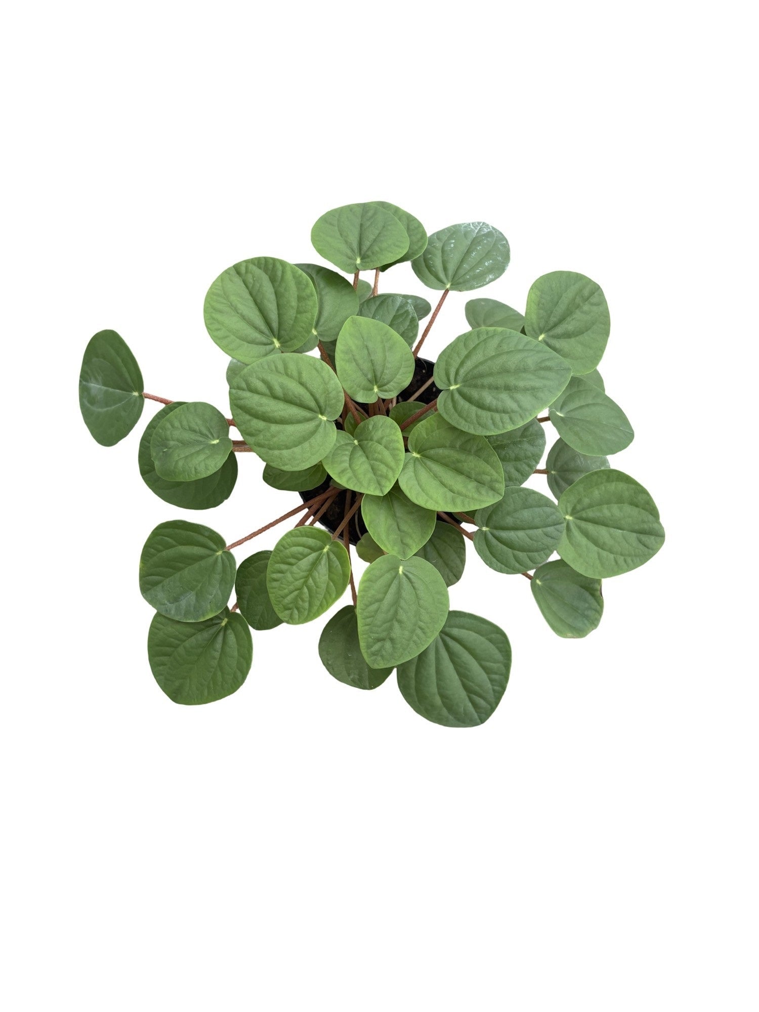 4" Peperomia Rana Verde
