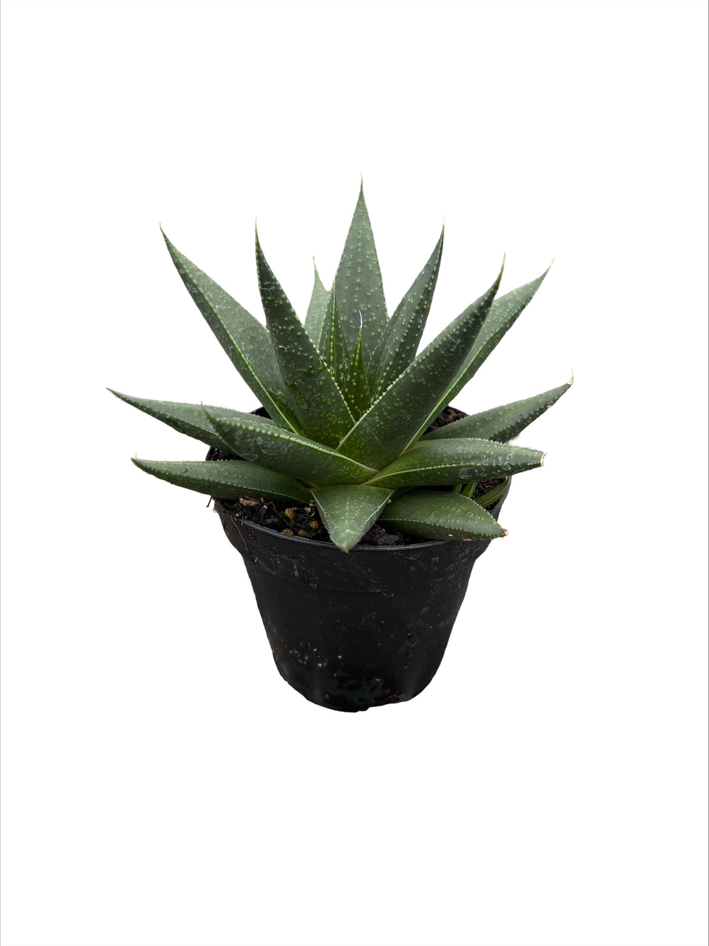 4" Gasteria Solana