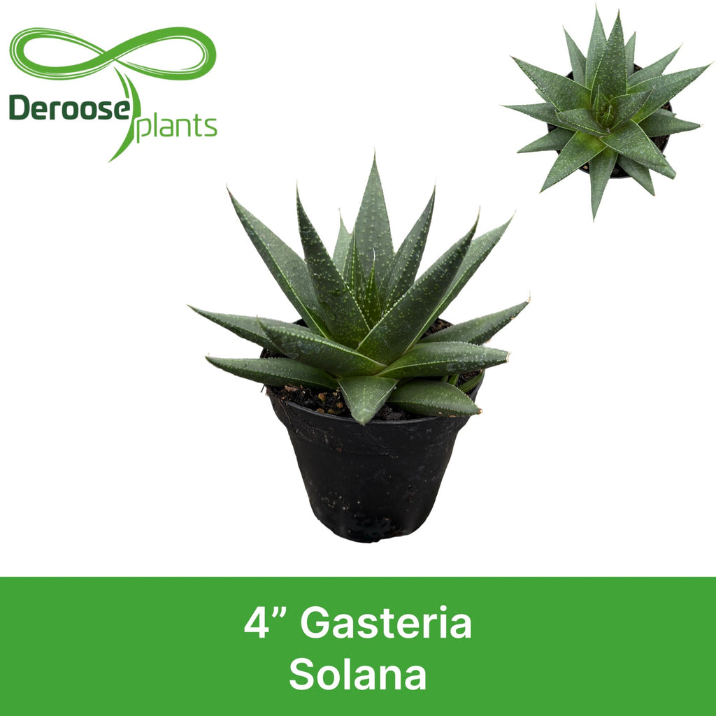 4" Gasteria Solana