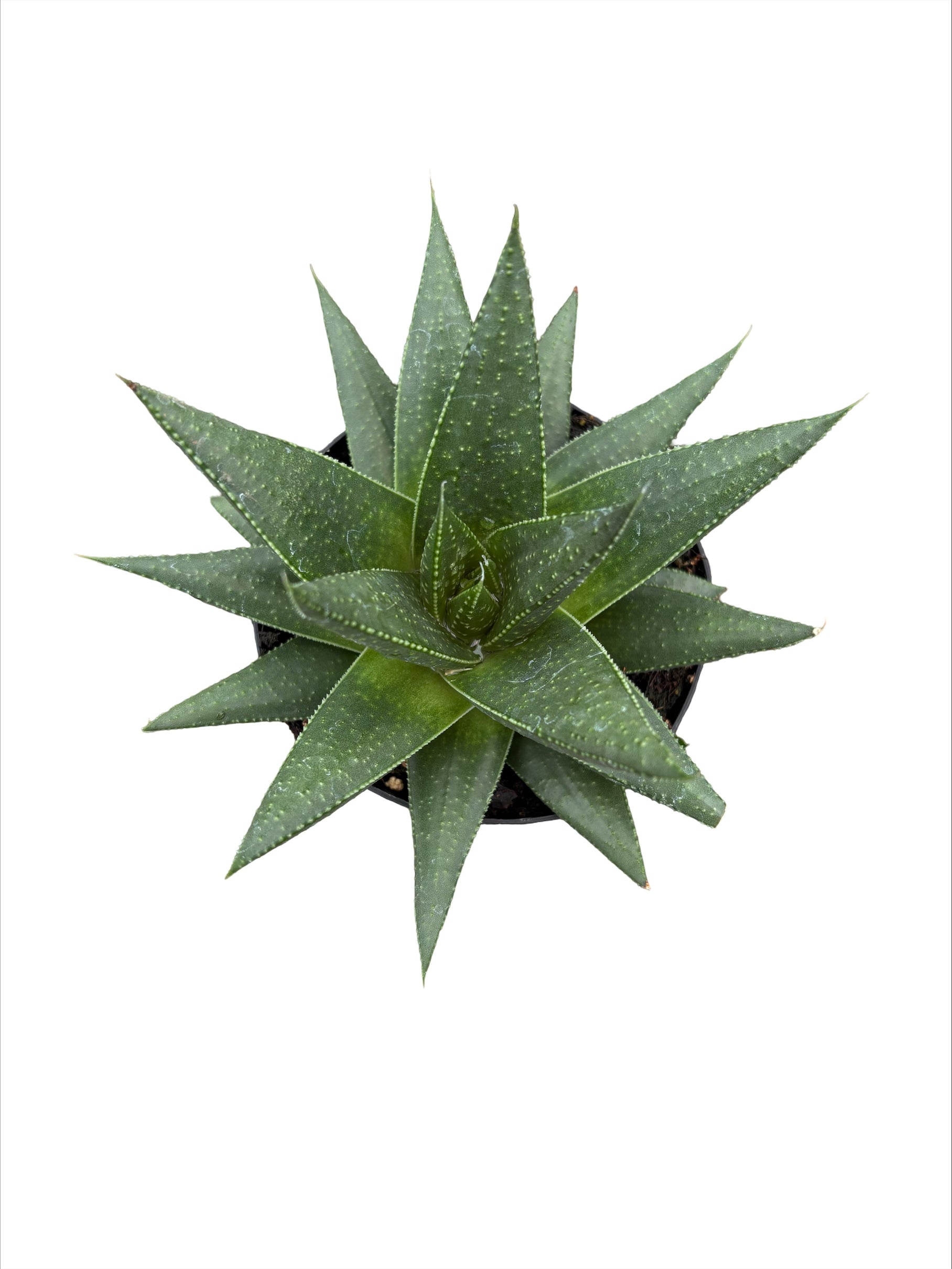 4" Gasteria Solana