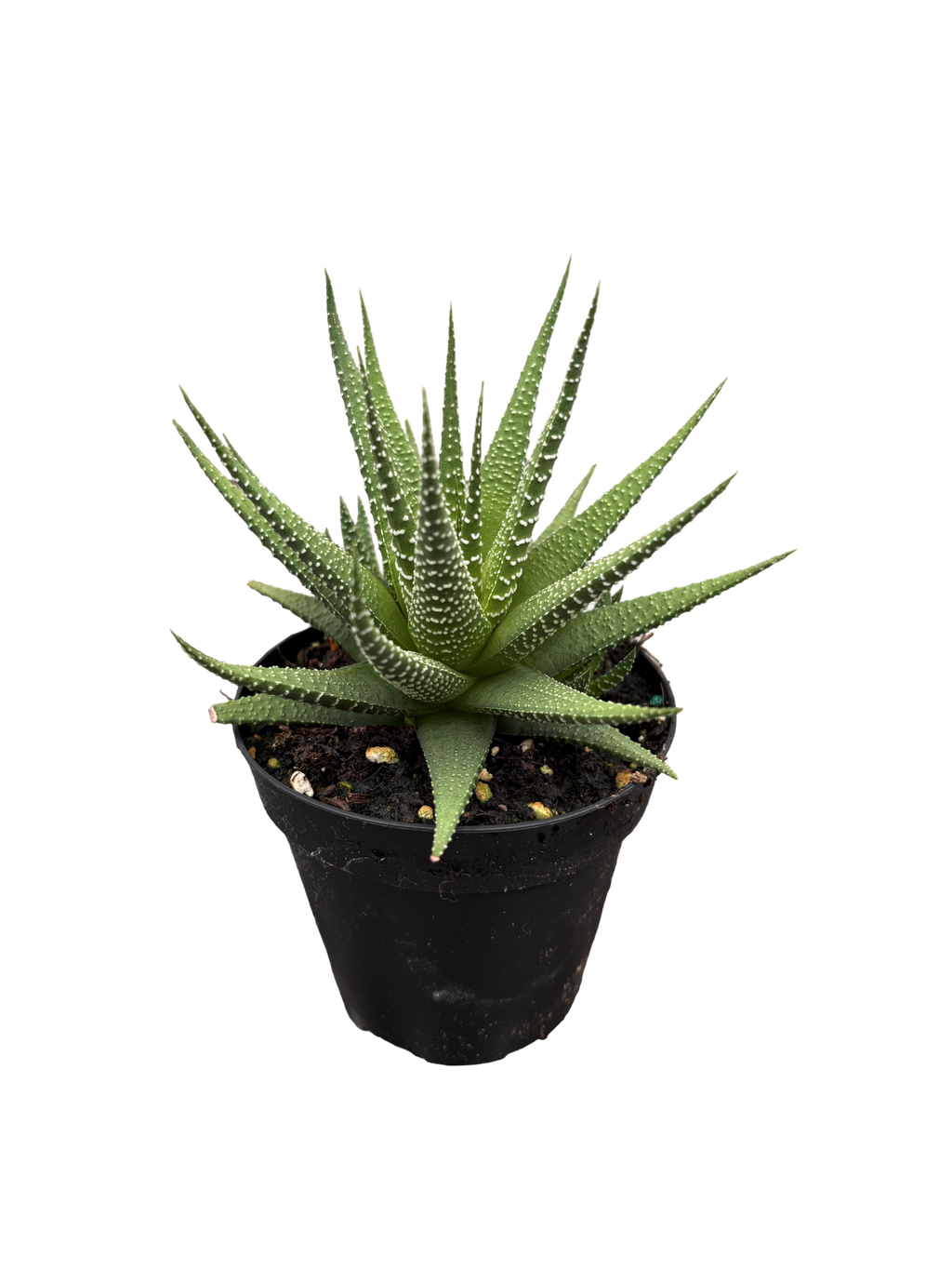 4" Haworthia Universe