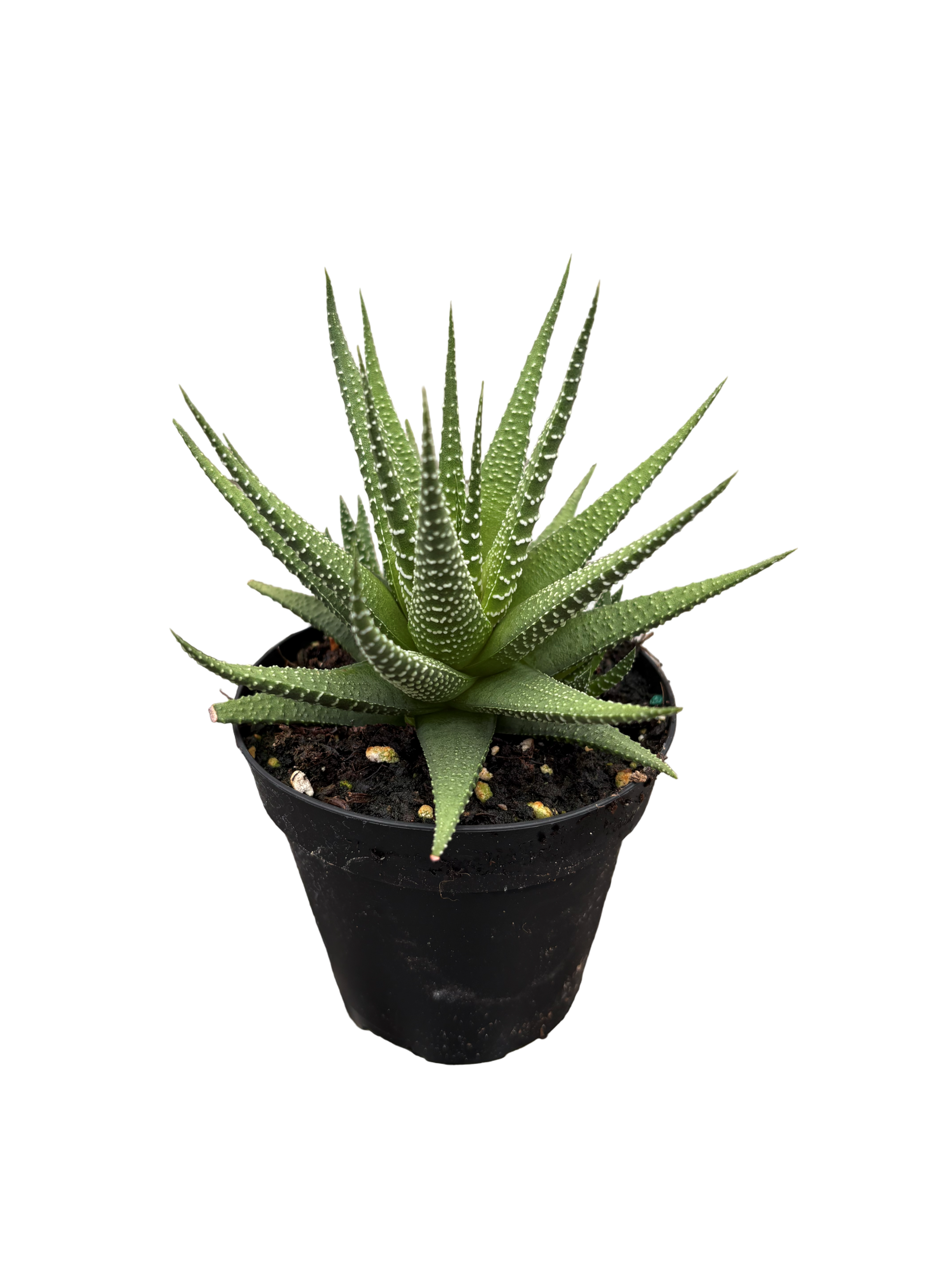 4" Haworthia Universe