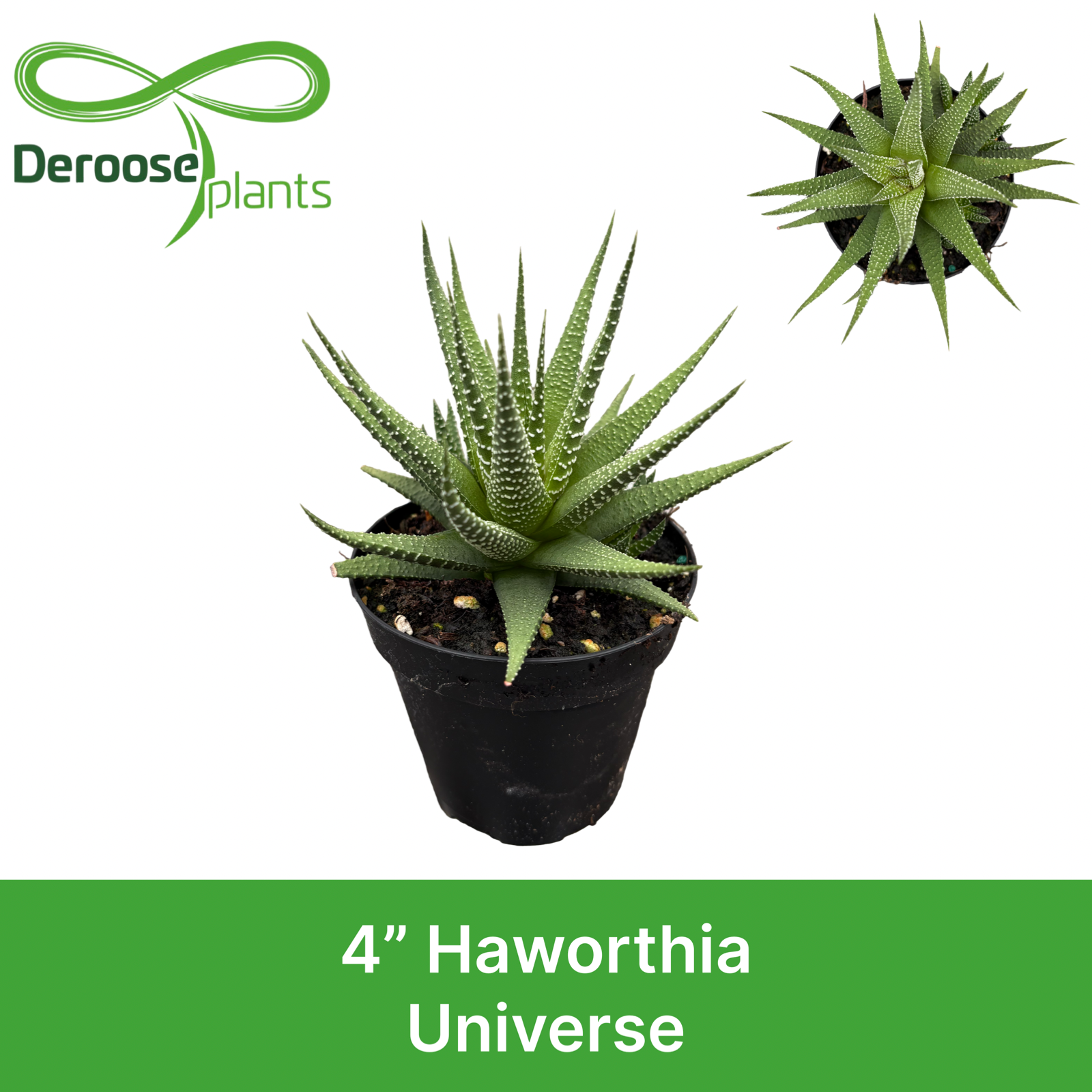 4" Haworthia Universe