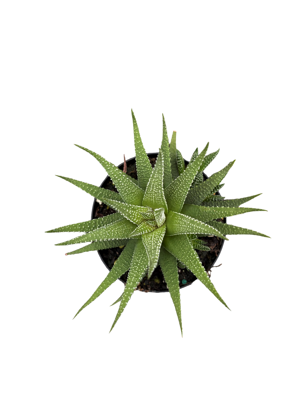4" Haworthia Universe