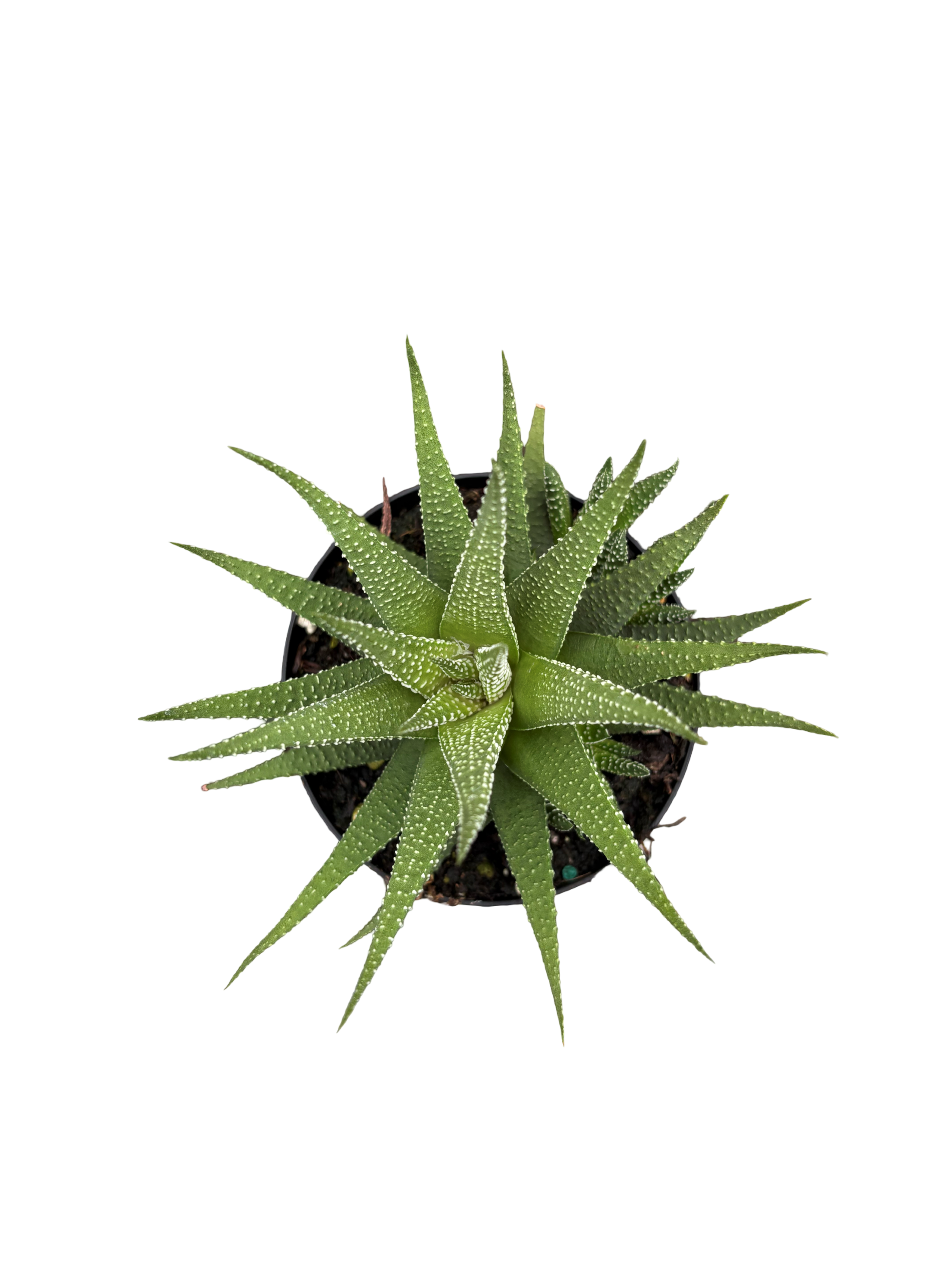 4" Haworthia Universe