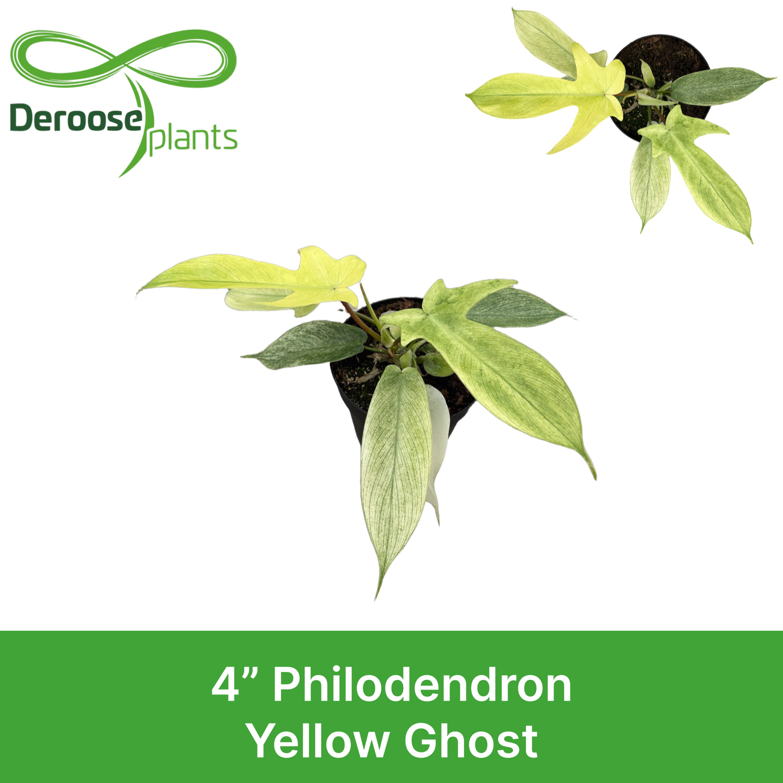 4" Philodendron Yellow Ghost