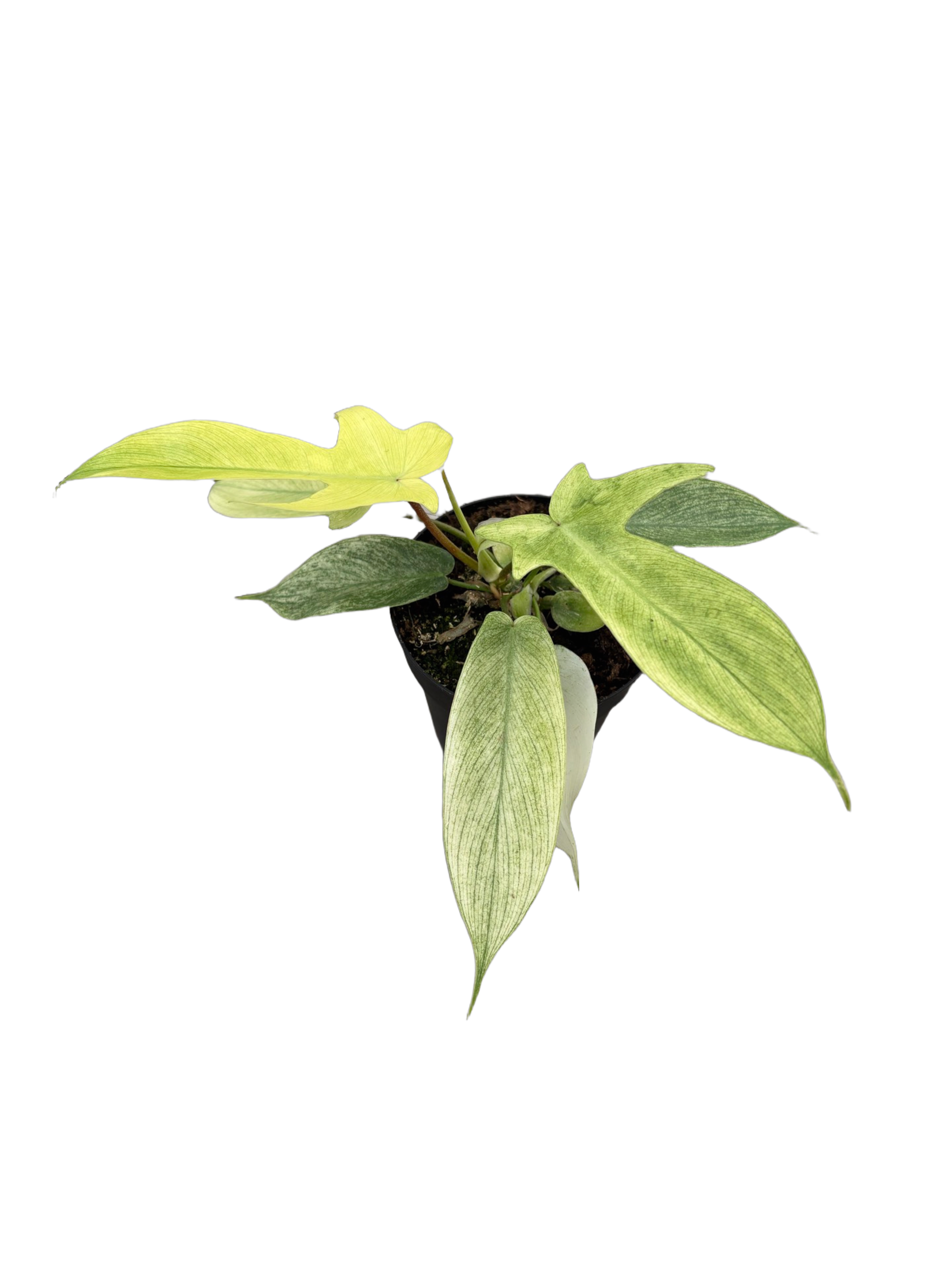 4" Philodendron Yellow Ghost