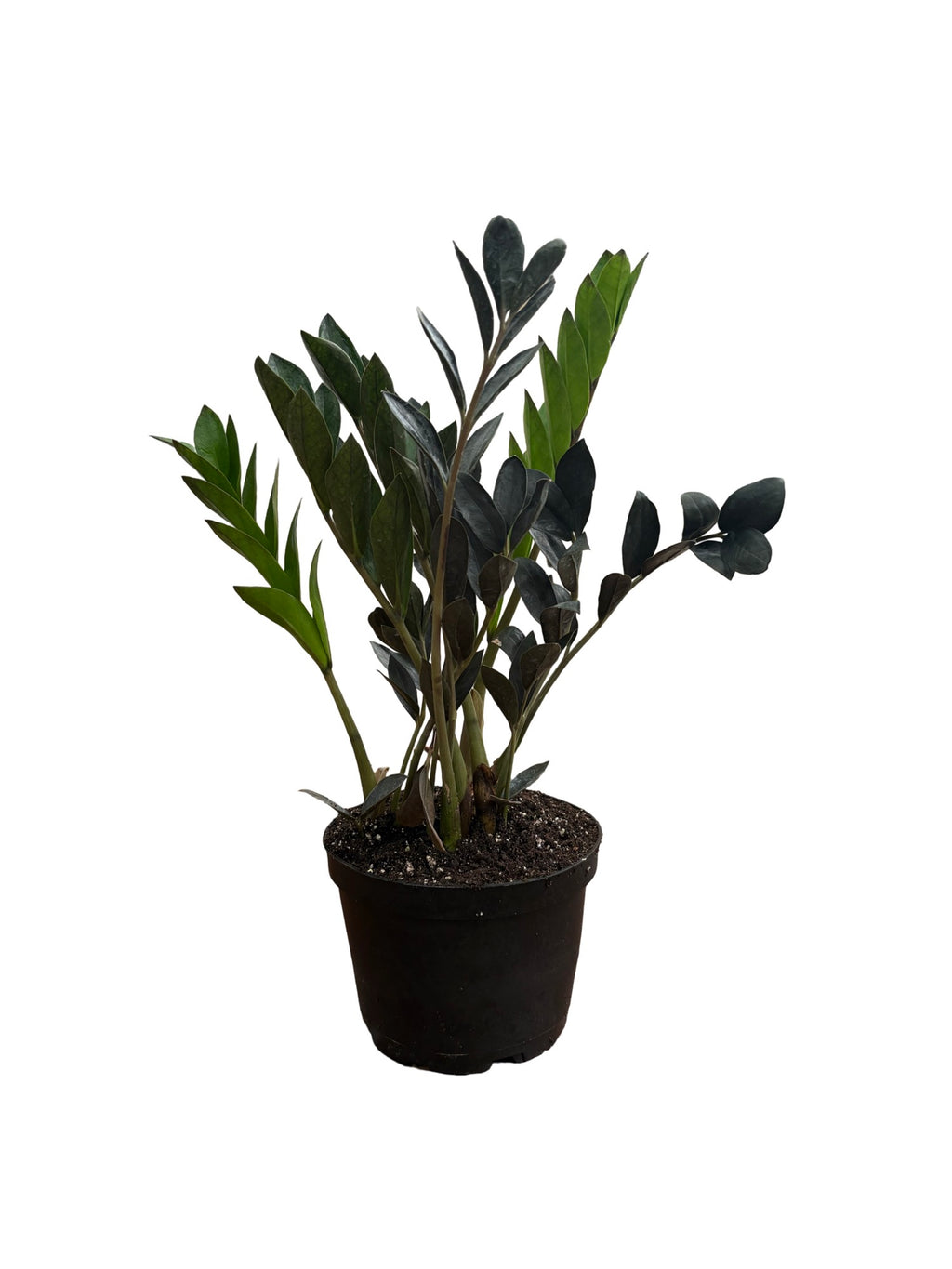 6" Zamioculcas 'Zmicro Black Dwarf