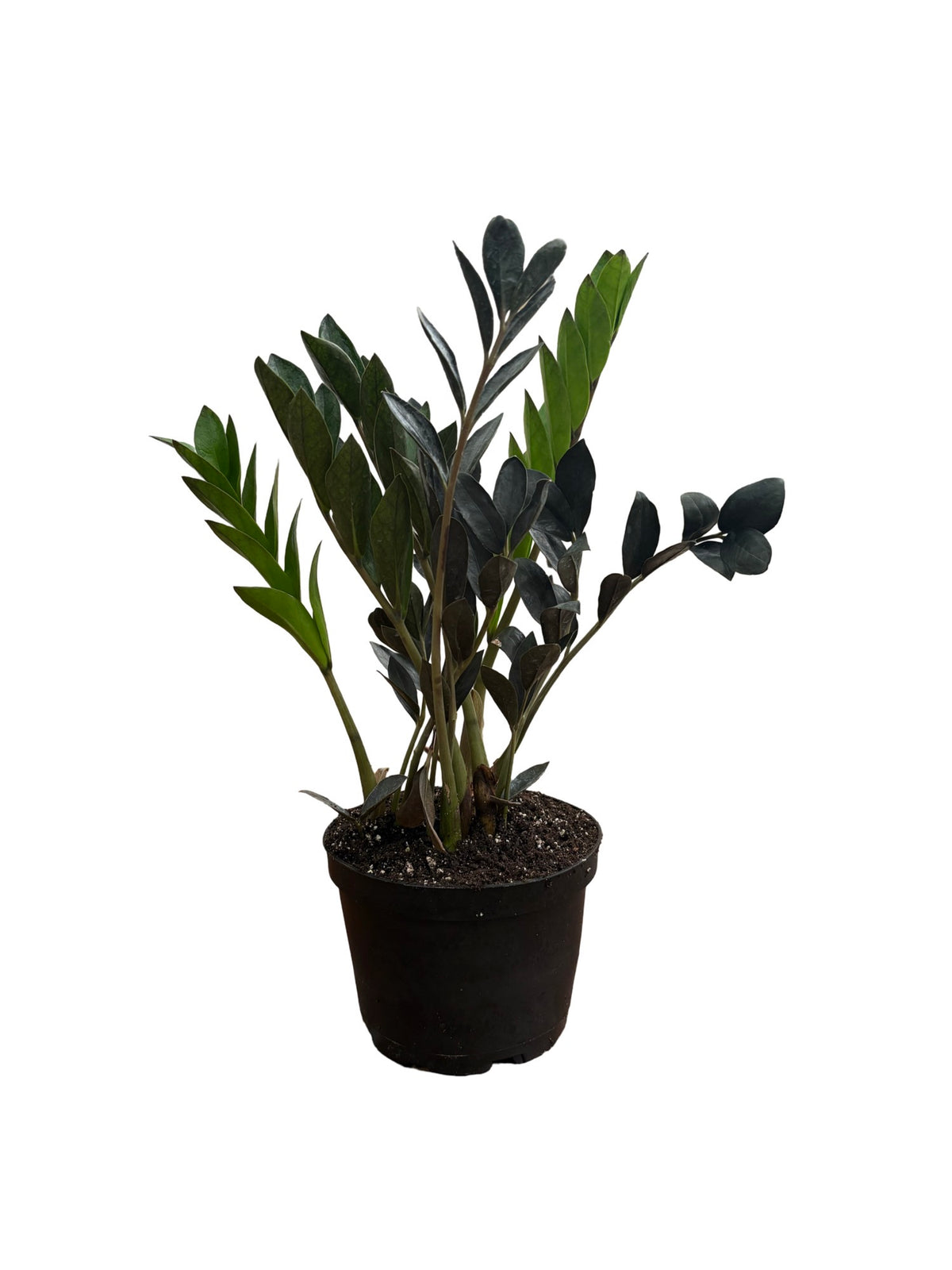 6" Zamioculcas 'Zmicro Black Dwarf