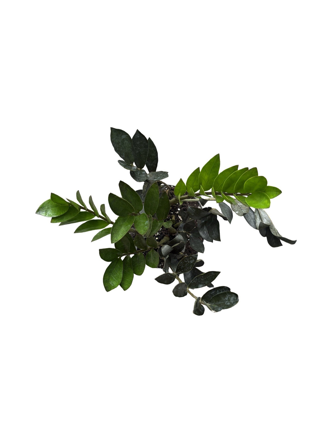 6" Zamioculcas 'Zmicro Black Dwarf