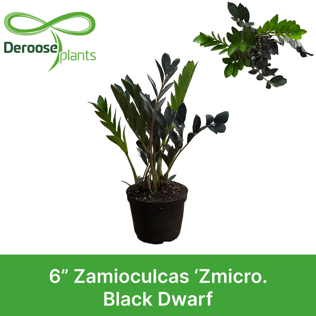 6" Zamioculcas 'Zmicro Black Dwarf