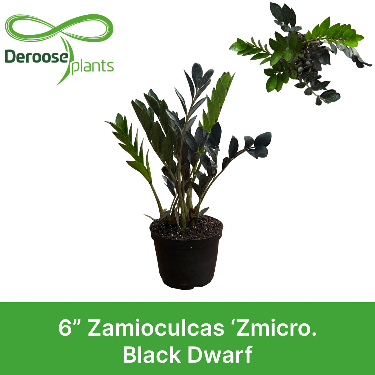 6" Zamioculcas 'Zmicro Black Dwarf