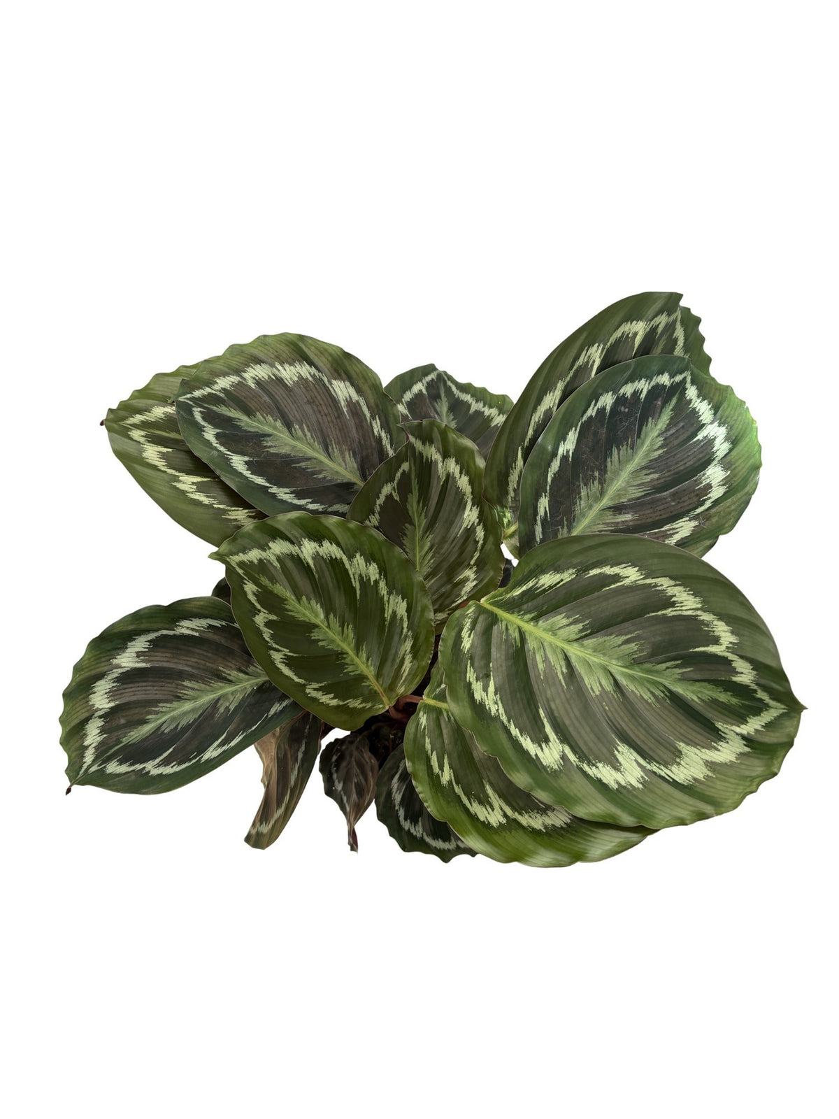 6" Calathea Medallion