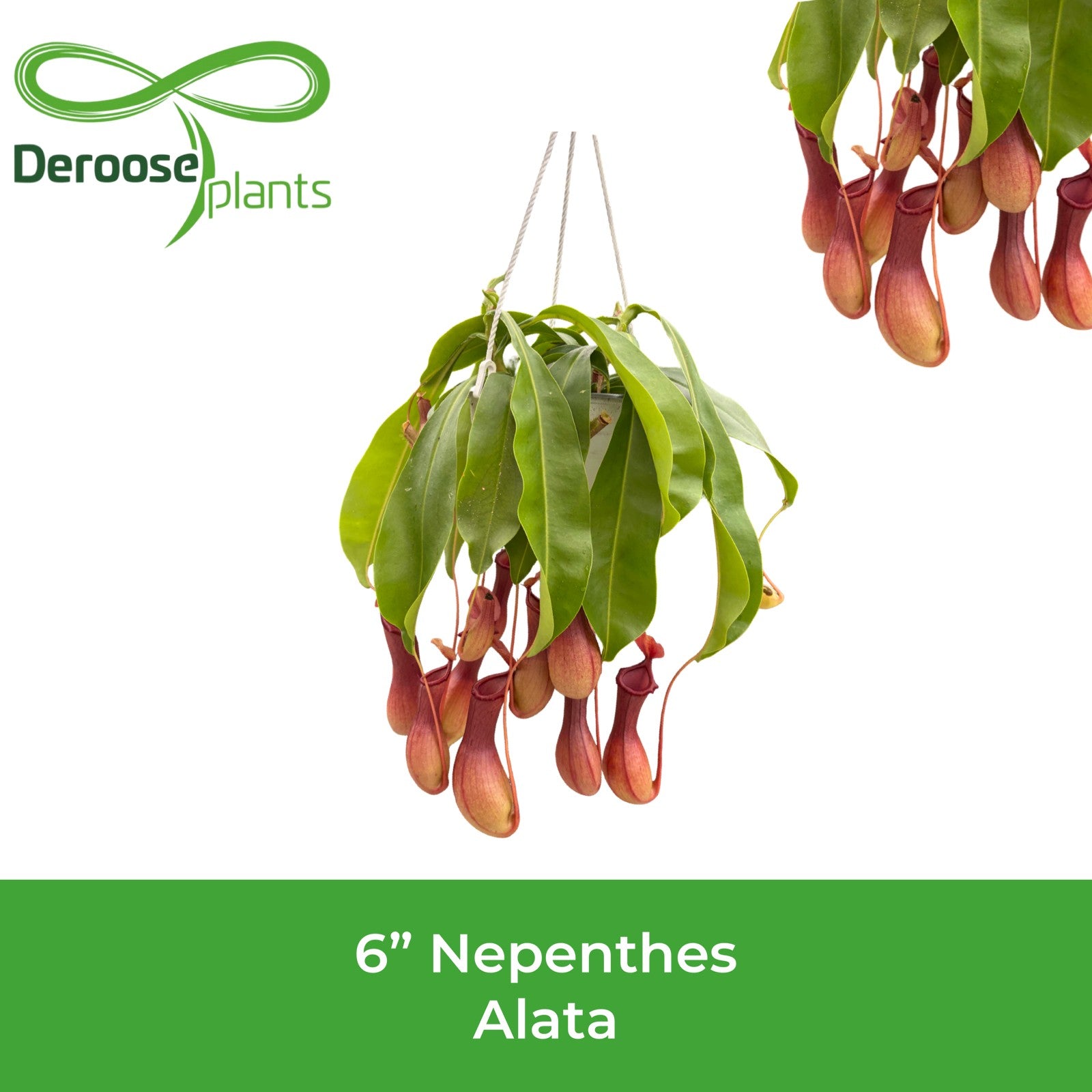 6" Nepenthes Alata