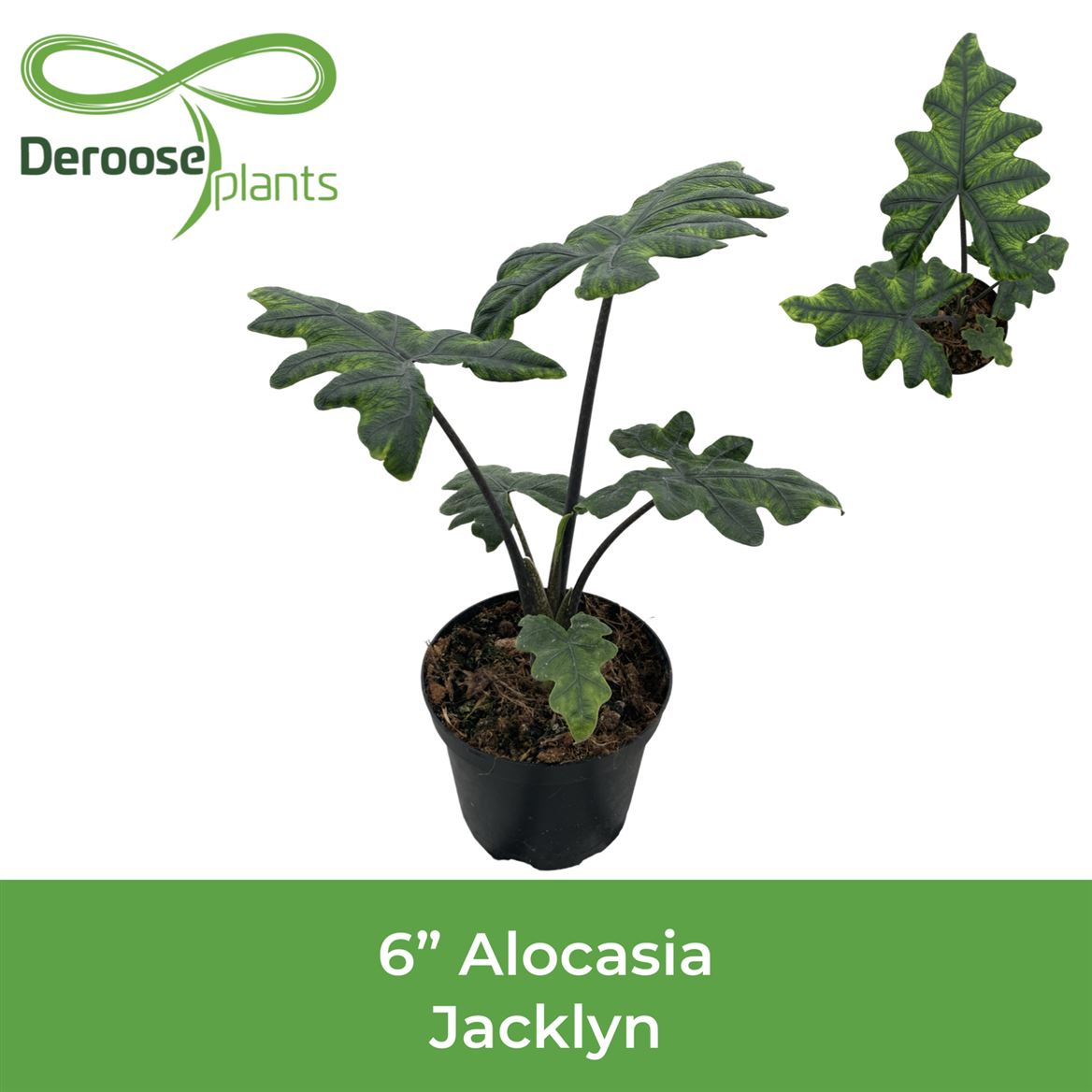 6" Alocasia Jacklyn