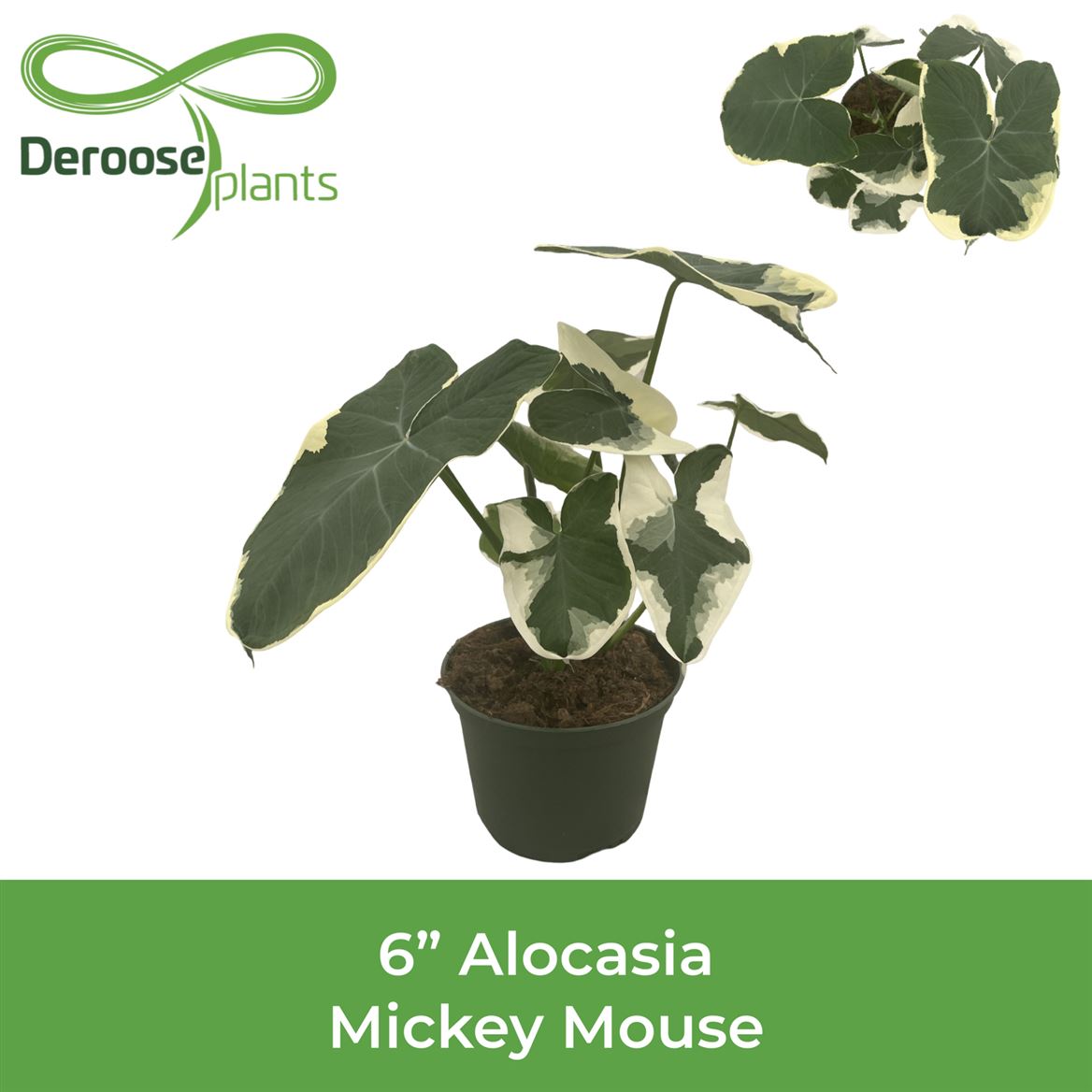6" Alocasia Mickey Mouse