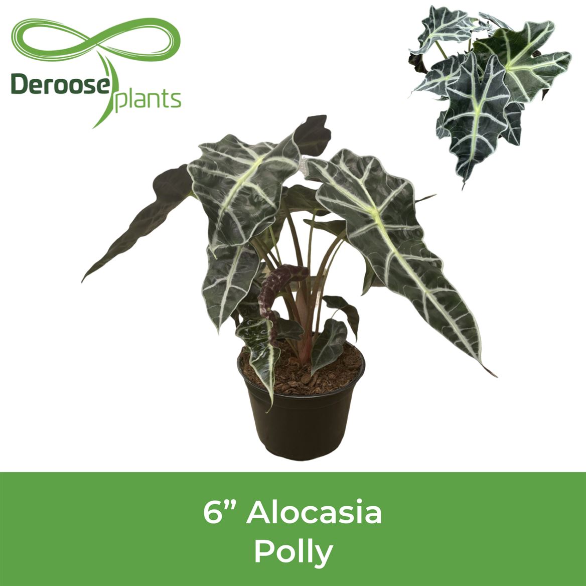 6" Alocasia Polly