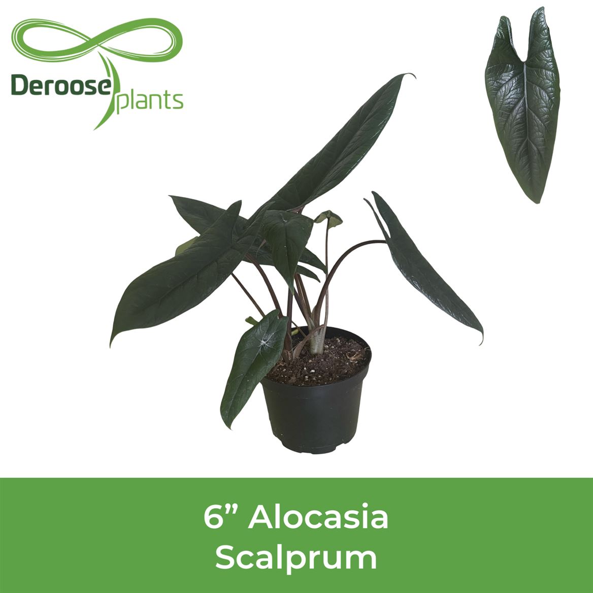 6" Alocasia Scalprum