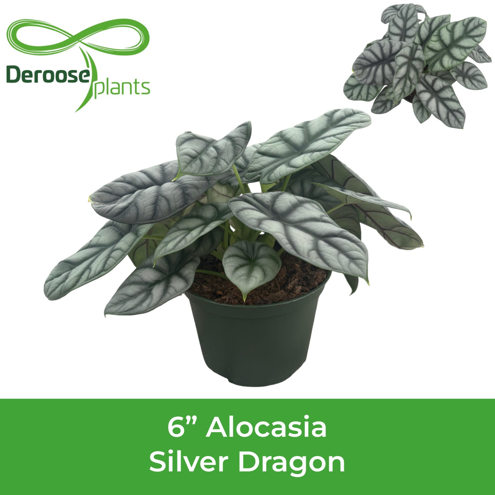 6” Alocasia Silver Dragon