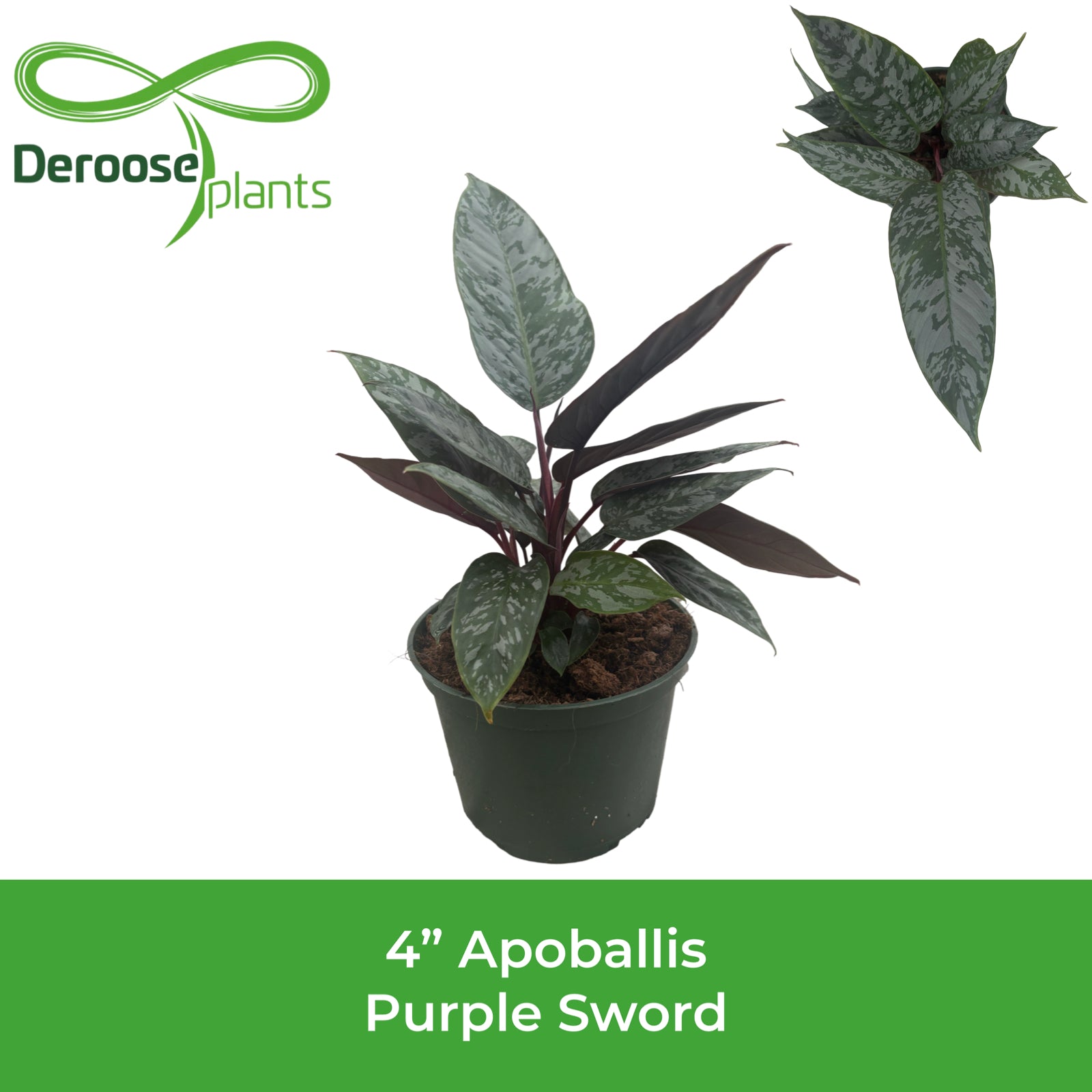 6" Apoballis Purple Sword