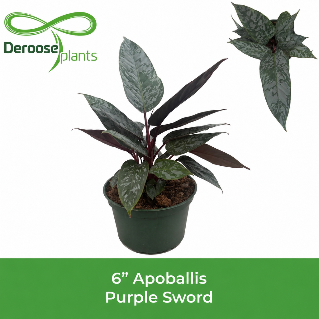 6" Apoballis Purple Sword