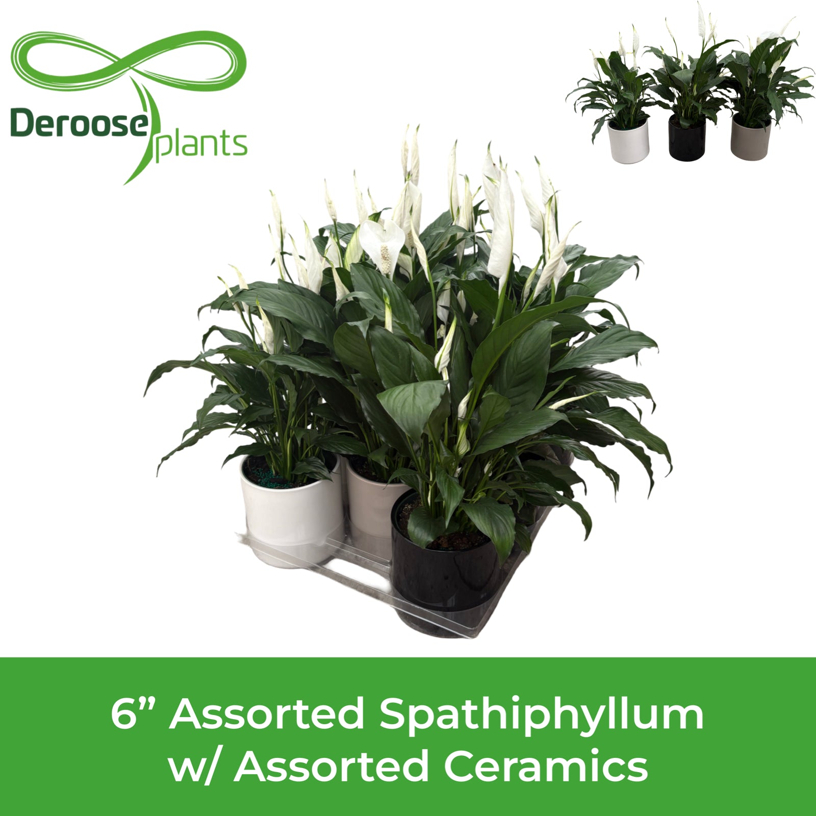 6” Assorted Spathiphyllum w/ Assorted Standard Ceramics