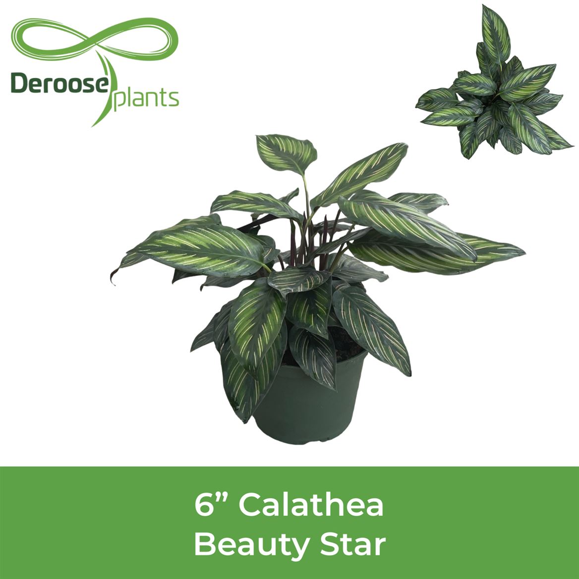 6" Calathea Beauty Star