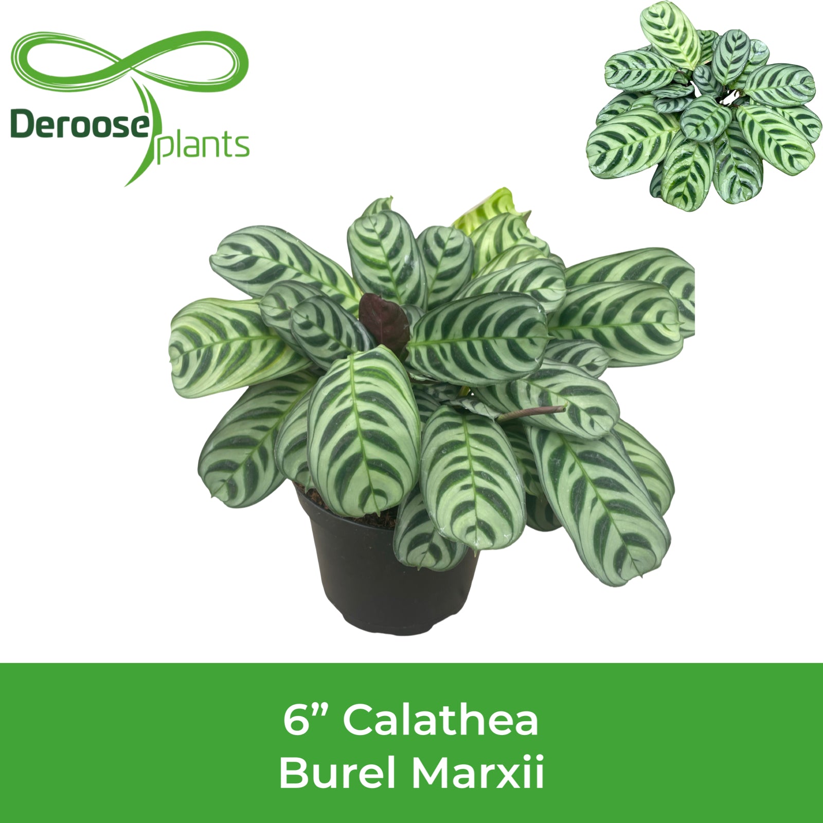 6" Calathea Burel Marxii