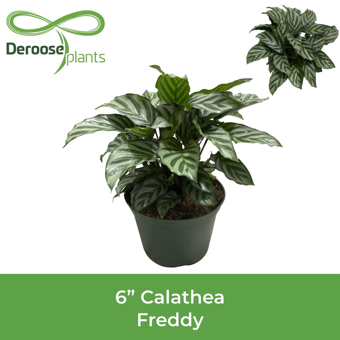 6" Calathea Freddy