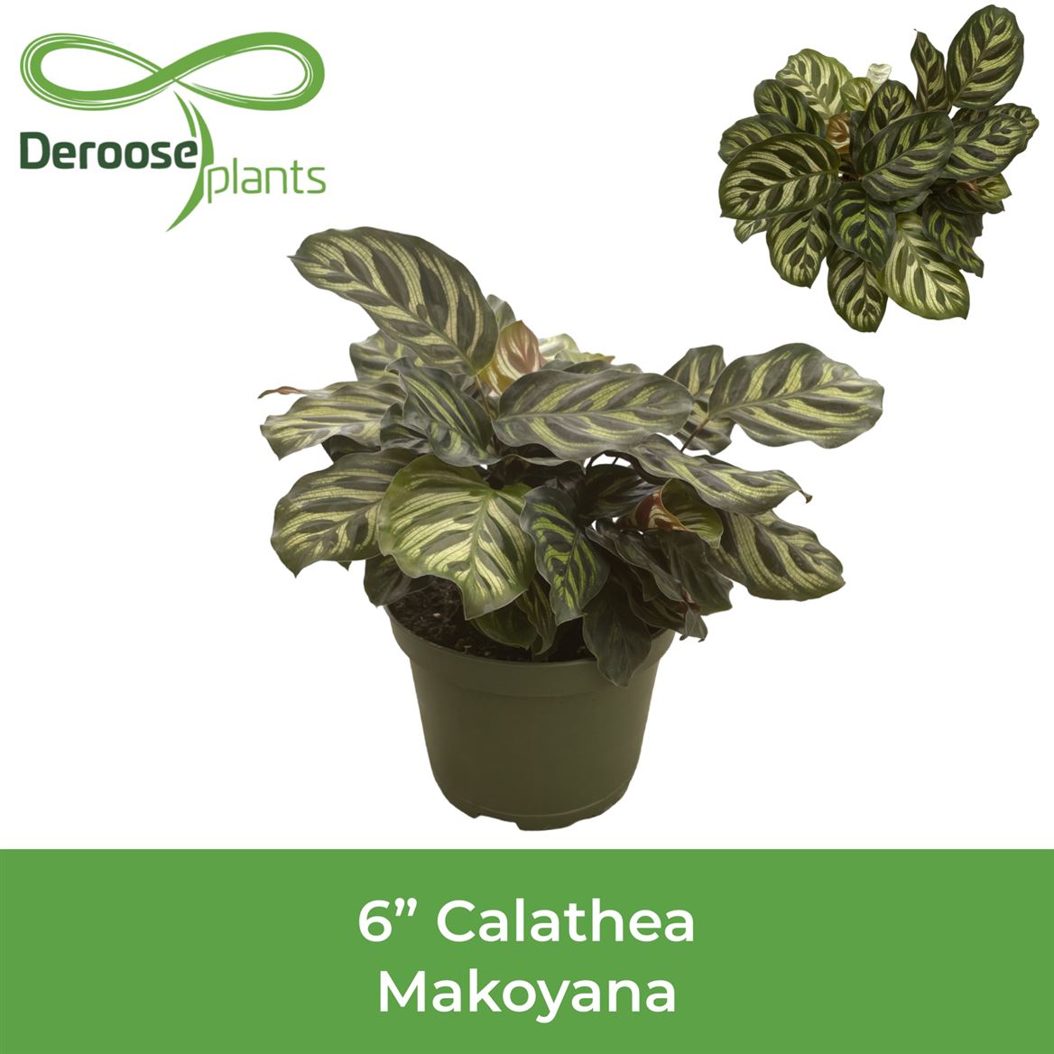 6" Calathea Makoyana