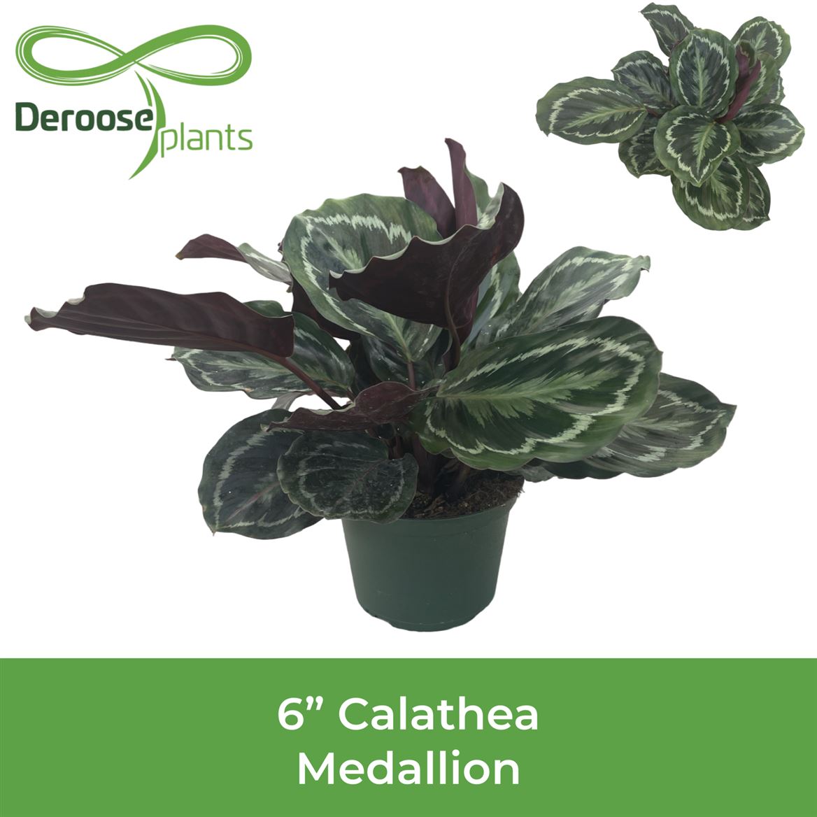 6" Calathea Medallion