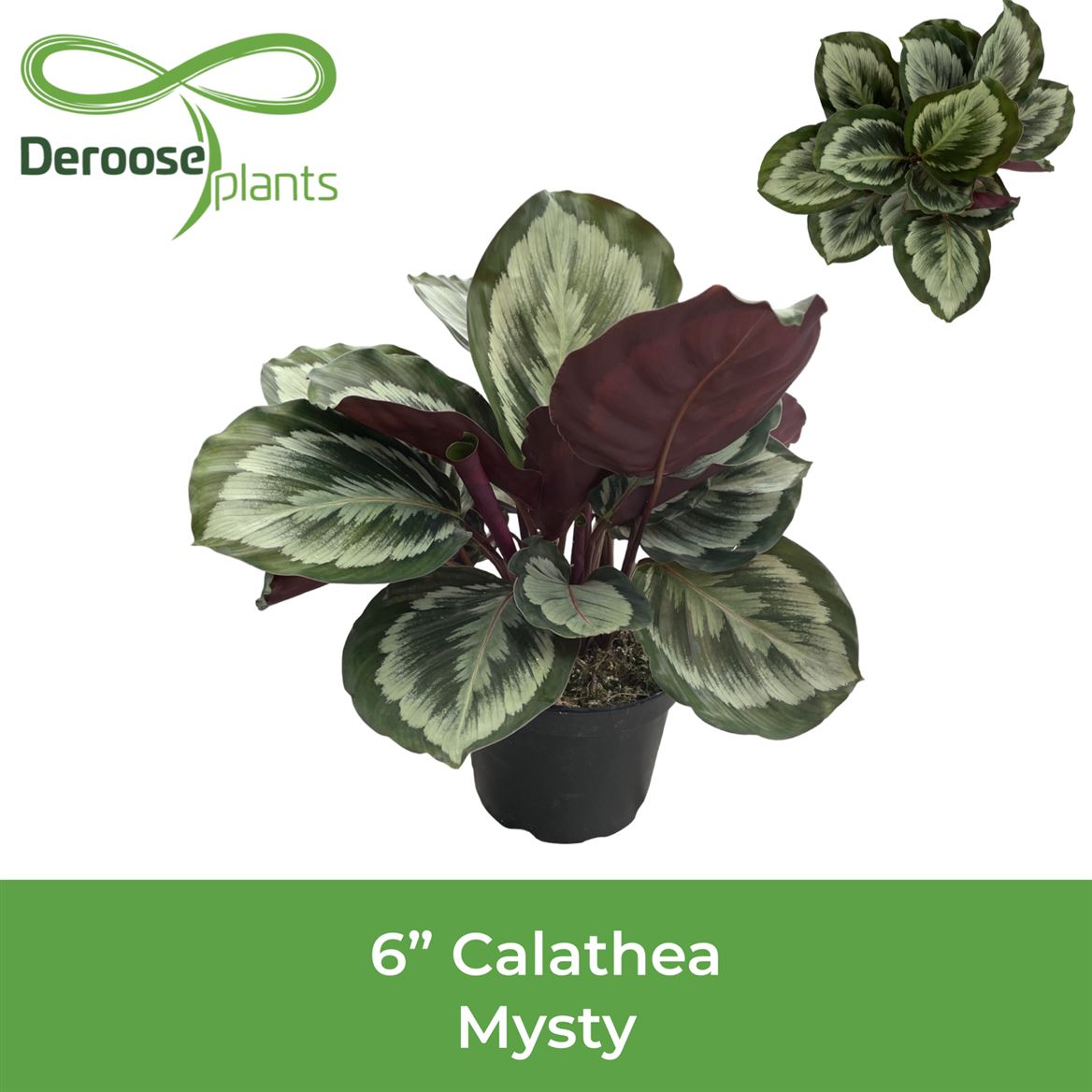 6" Calathea Mysty