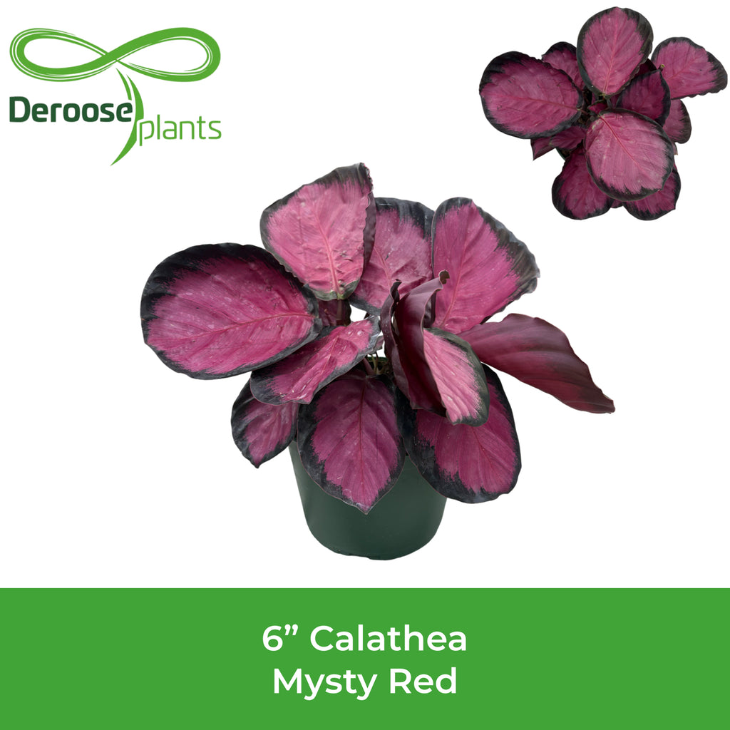 6" Calathea Mysty Red