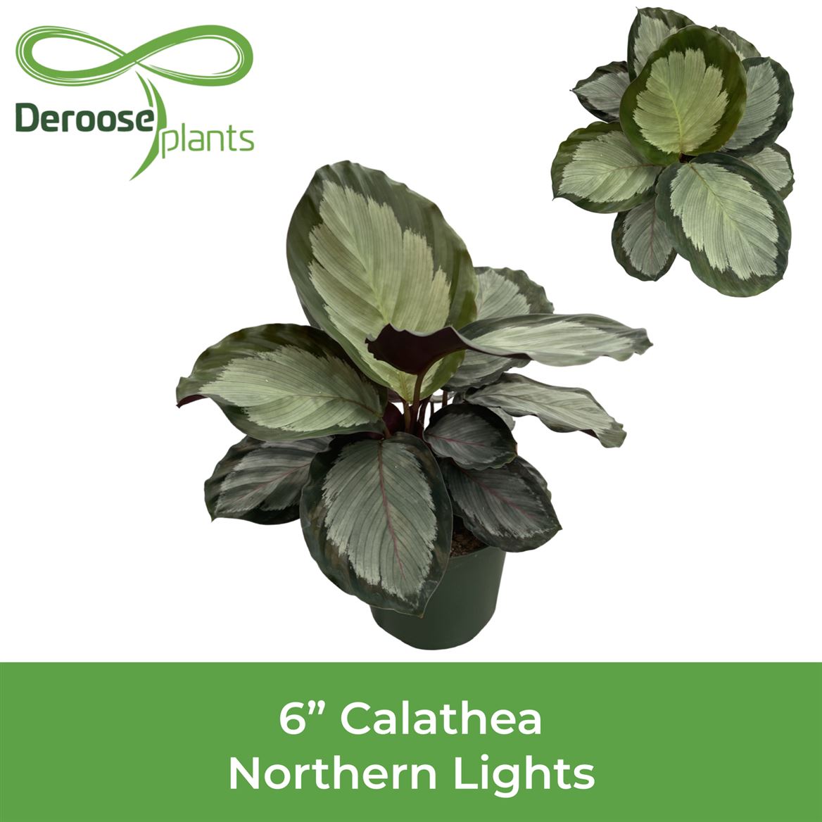 6" Calathea Northern Lights